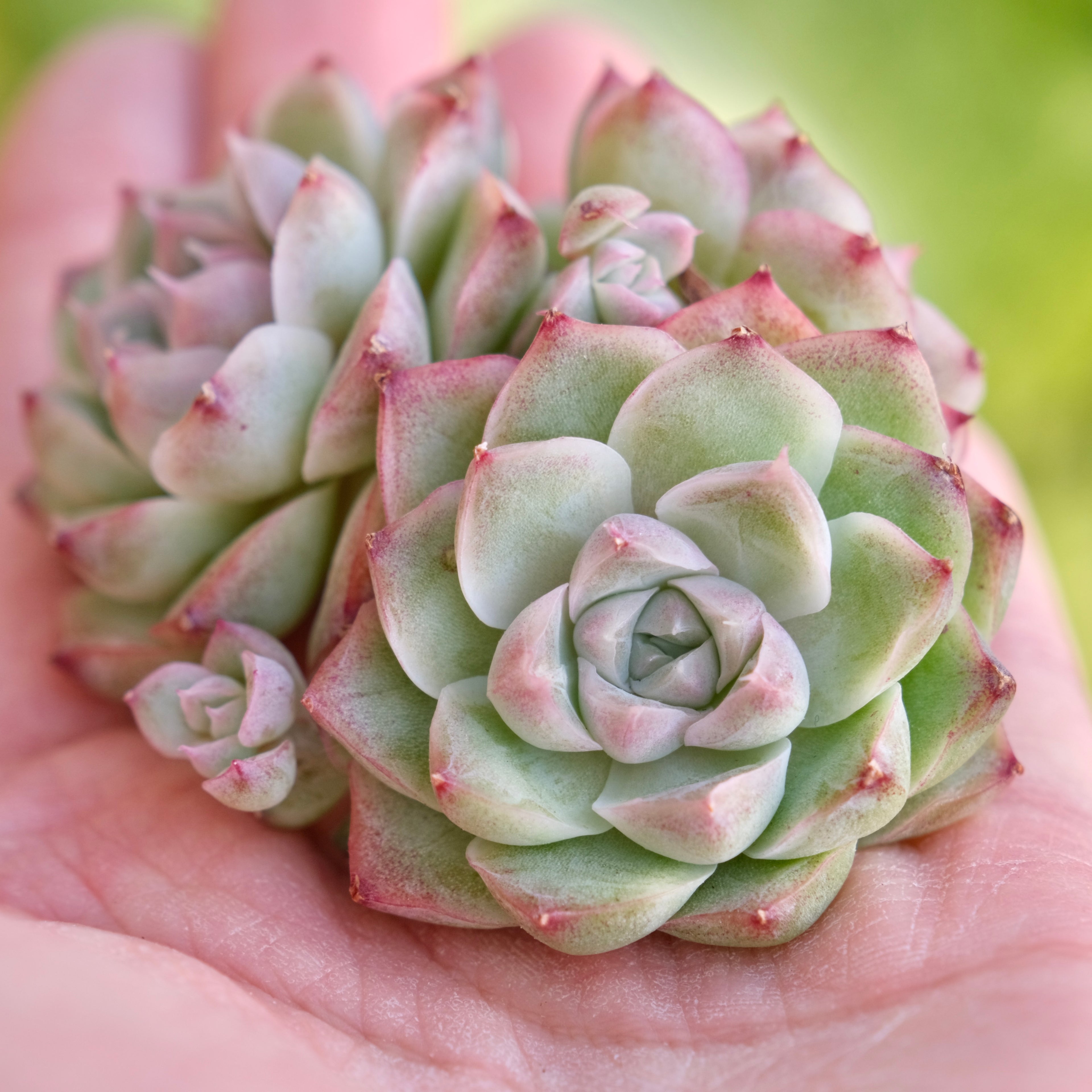 Echeveria Pink Shadow Korean Succulent Plant
