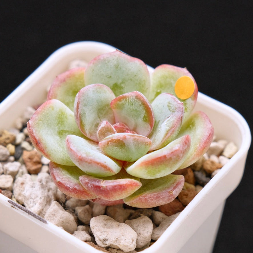 Echeveria Hakuna Matata Korean Succulent Plant