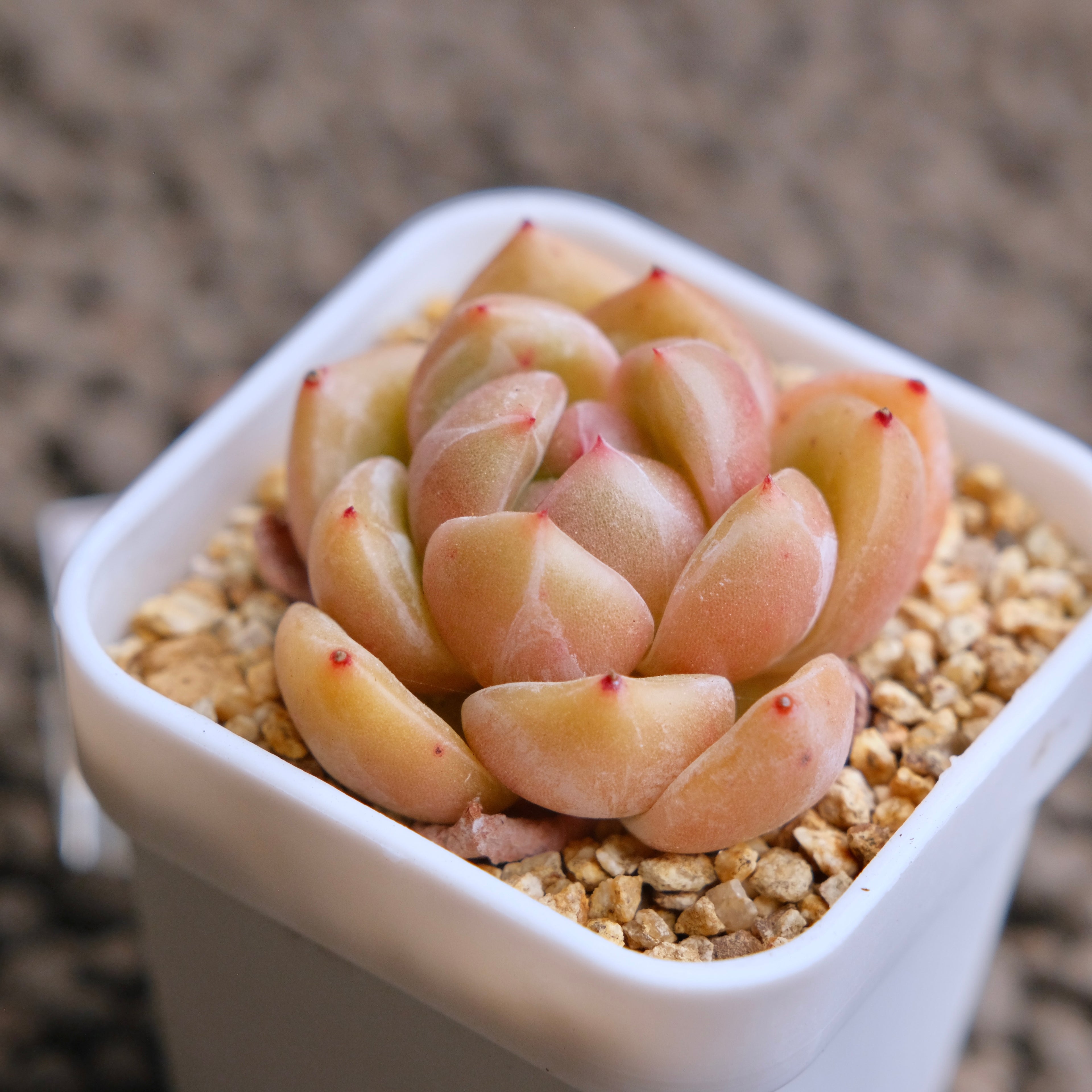 Echeveria Aries Imported Succulent Plant - A