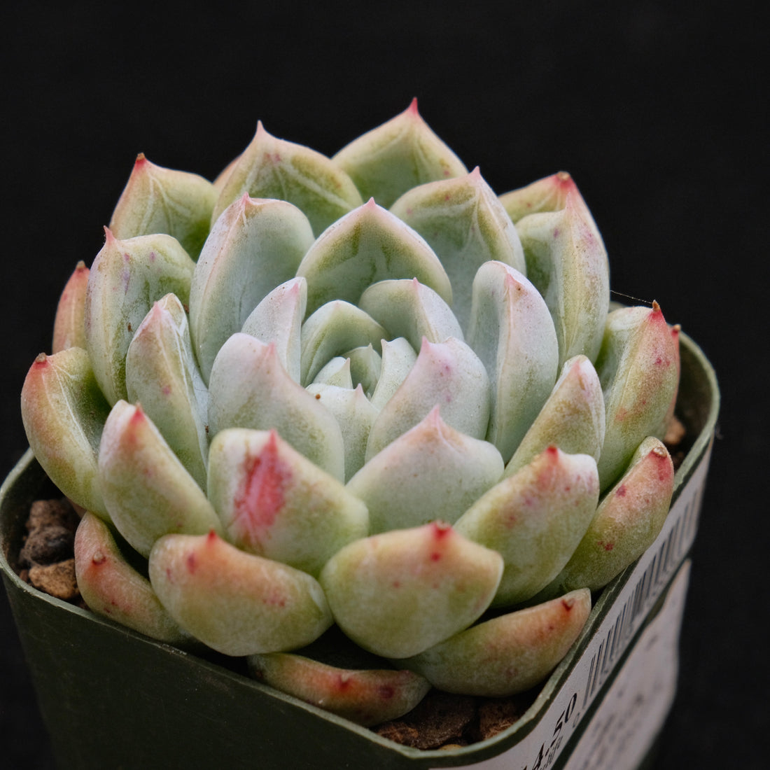 Echeveria hybrid Korean Succulent Plant