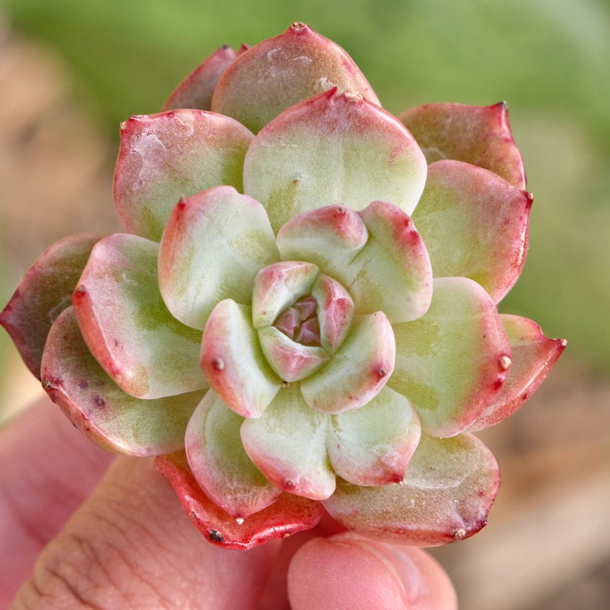 Monstrose Ech. Vampire Queen Korean Succulent Plant Rare Changhee hybrid