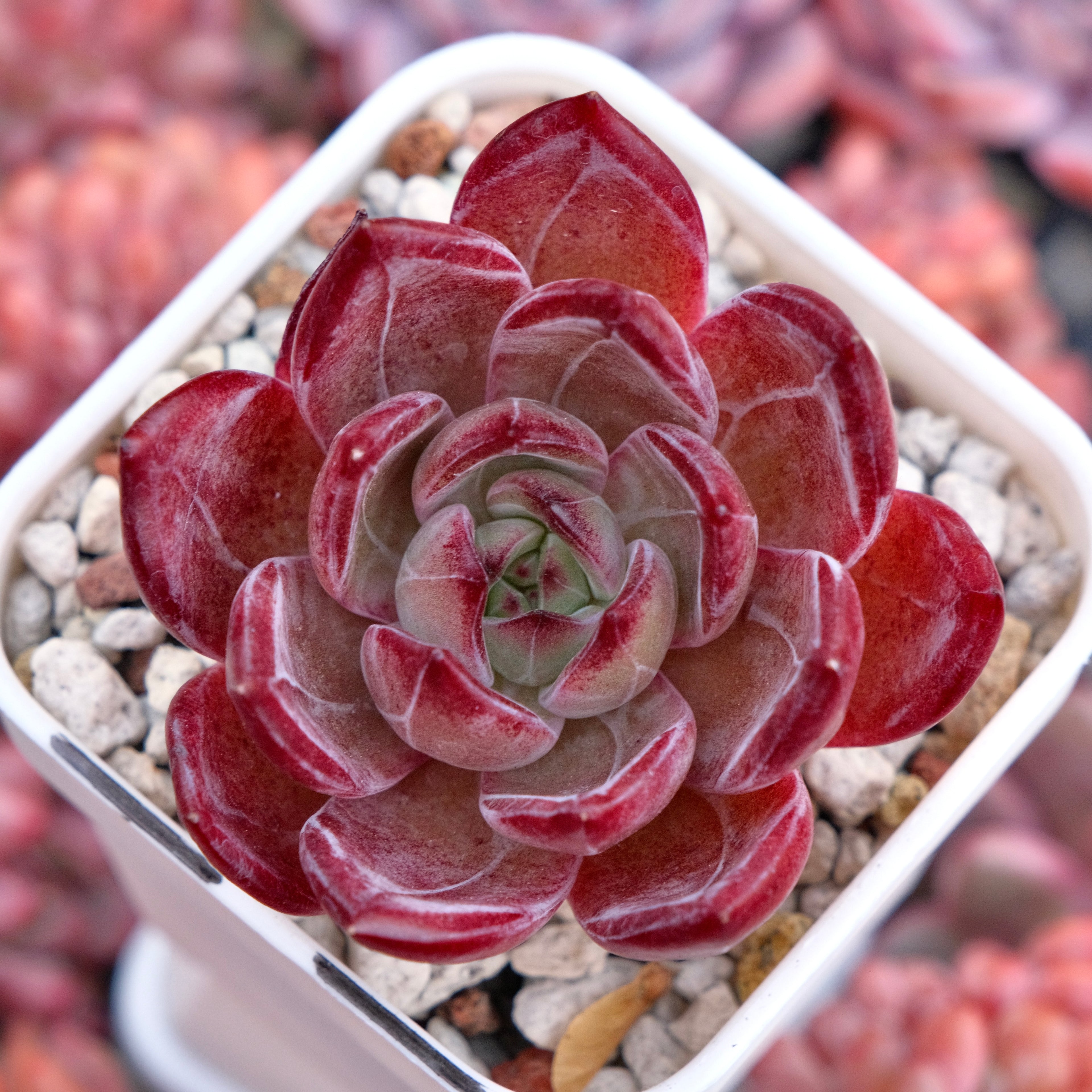 Echeveria Elisab Korean Succulent Plant