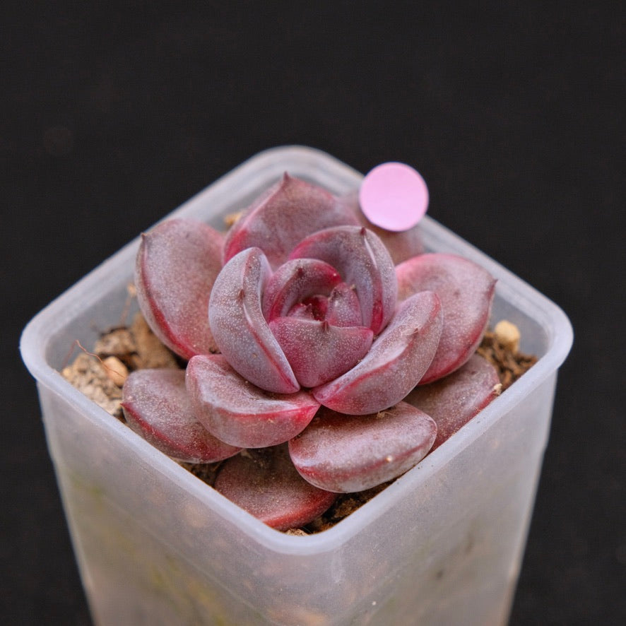 Echeveria Black Pink Korean Succulent Plant Changhee Hybrid