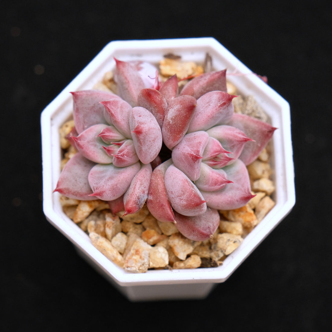 Echeveria Pena baby Korean Succulent Plant
