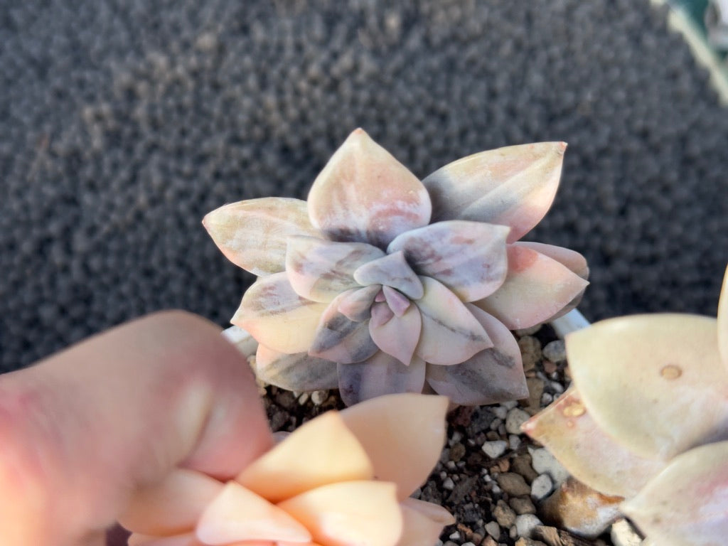 Variegated Graptopetalum Superbum Imported Succulent Plant