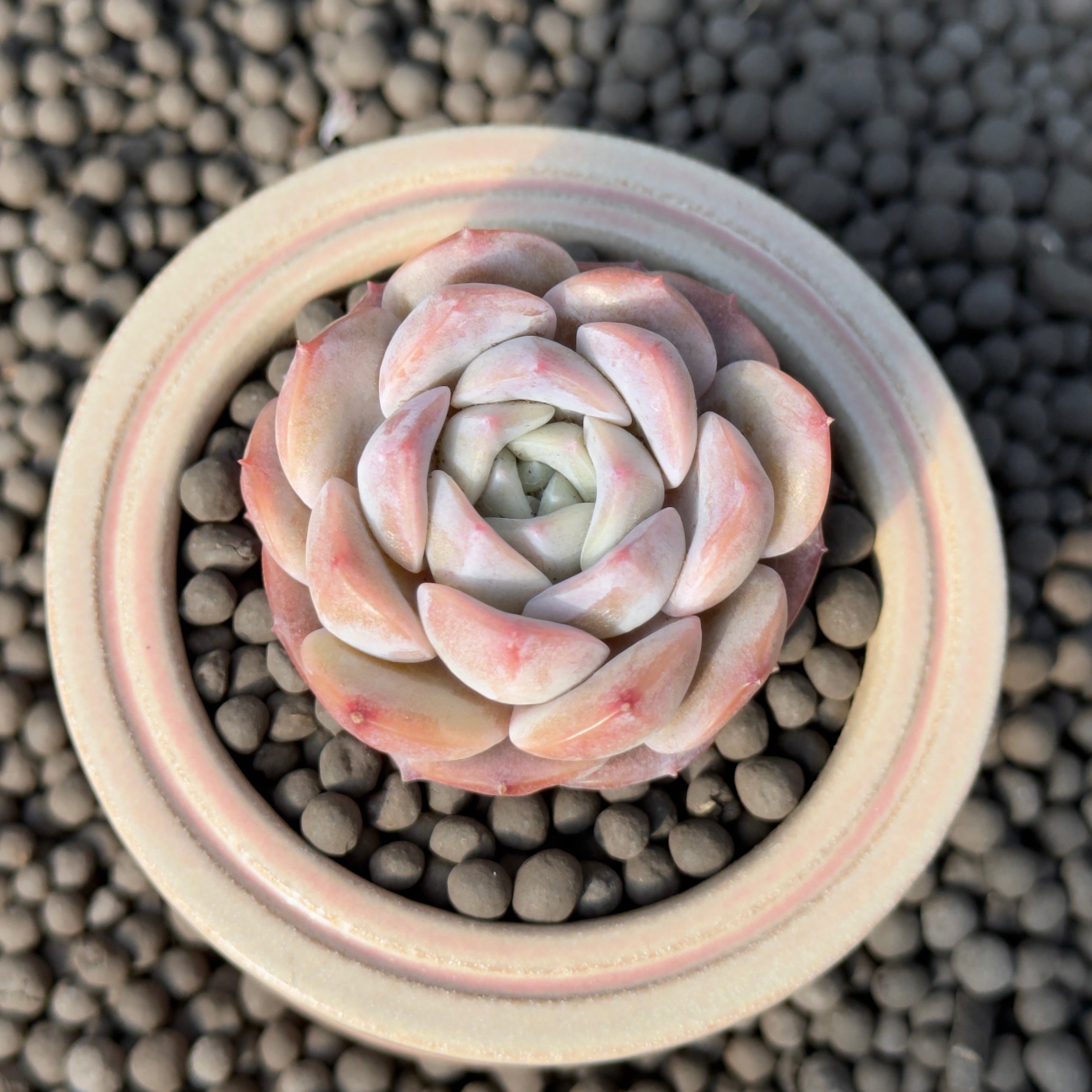 Echeveria Hereise Korean Succulent Plant