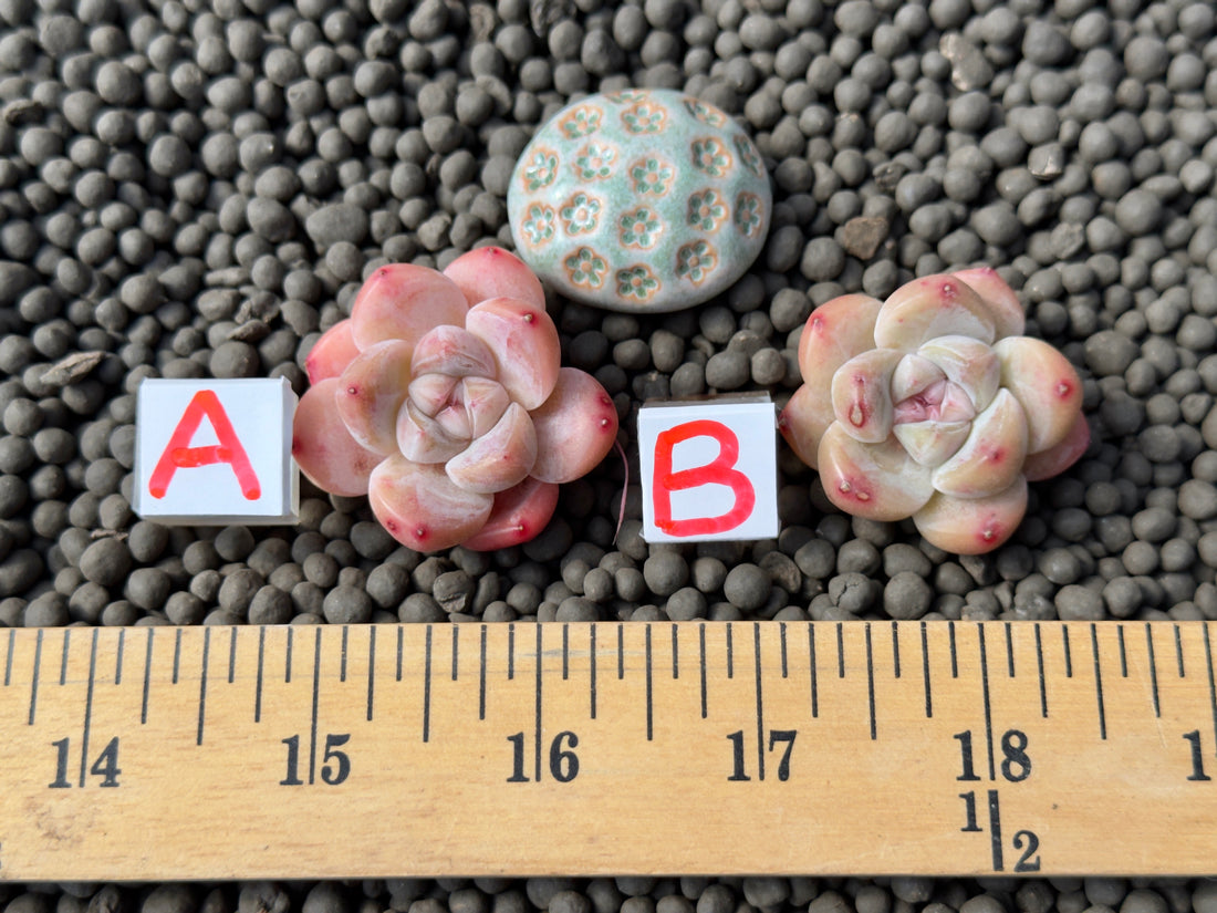 Echeveria Yuha Imported Succulent Plant