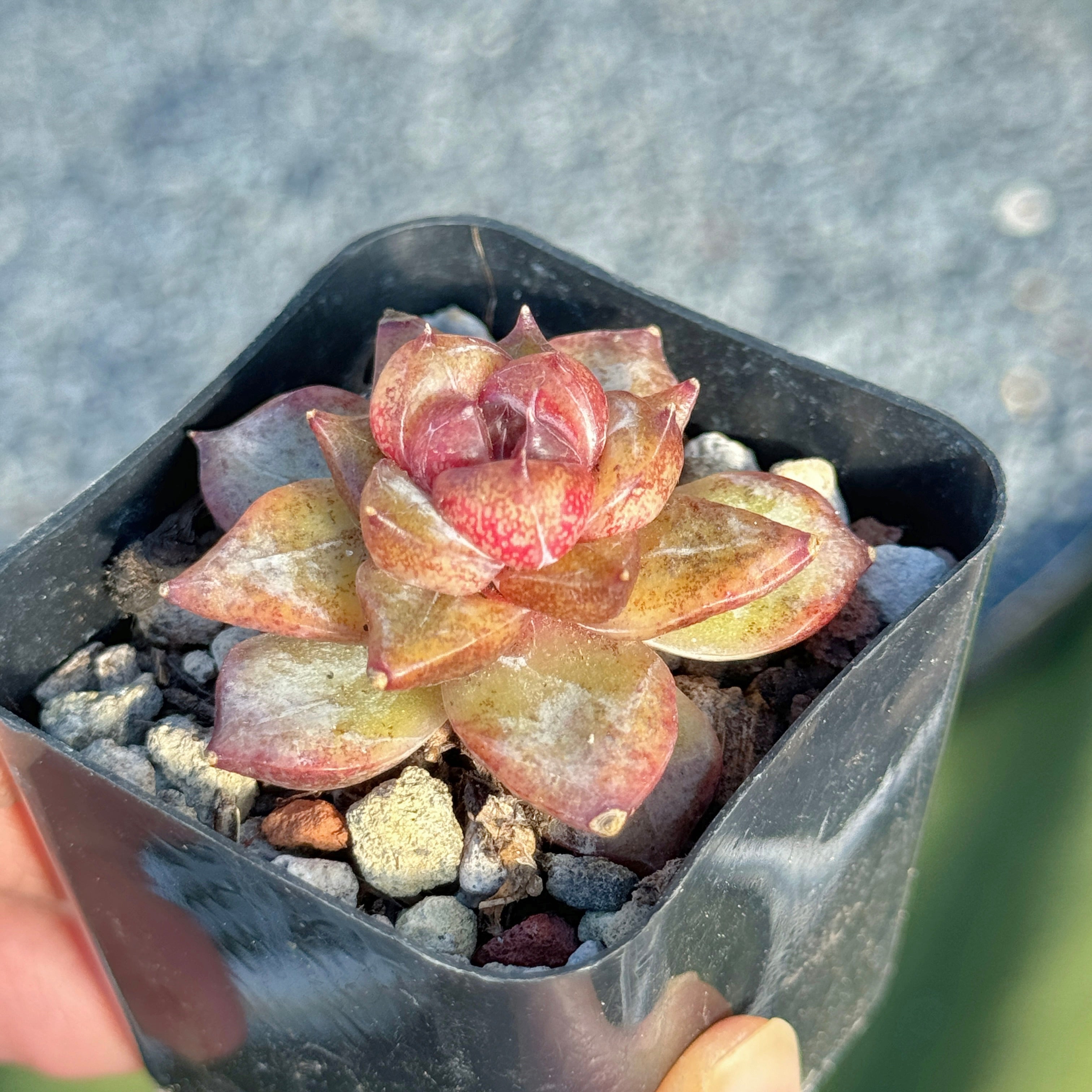 Echeveria Organic Pink Korean Succulent Plant