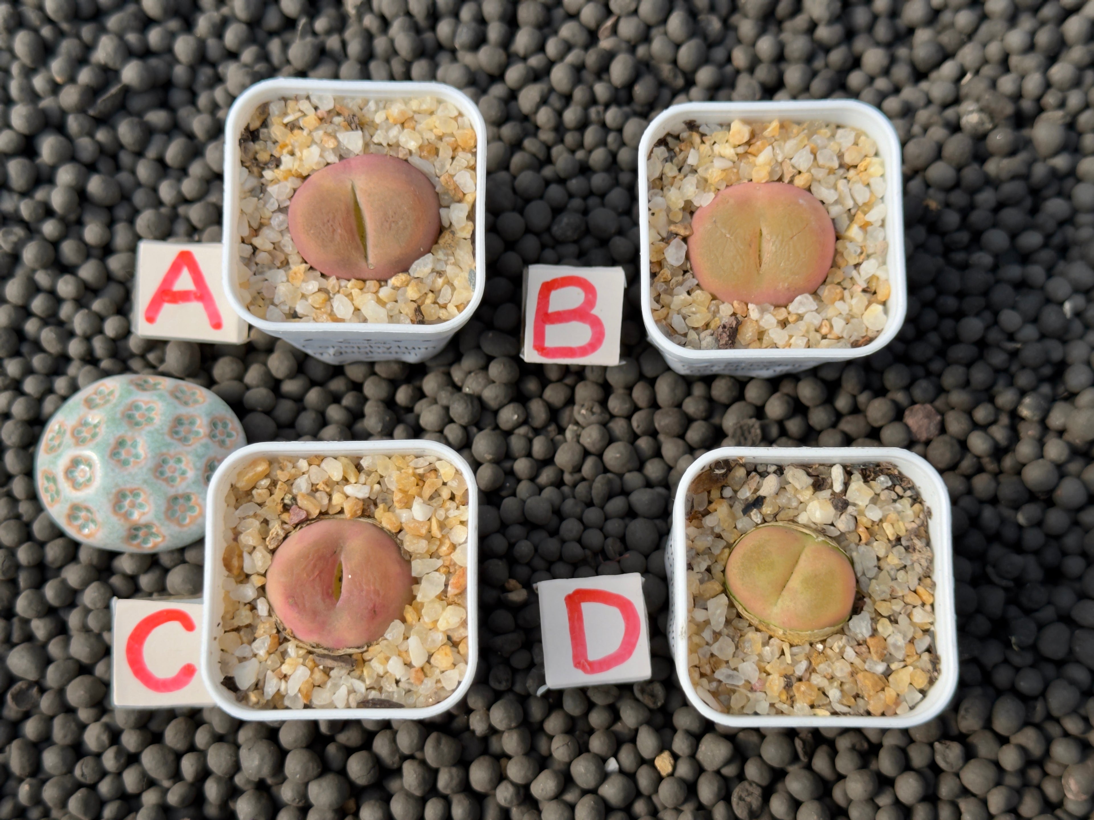 Conophytum maughanii Imported Succulent Plant