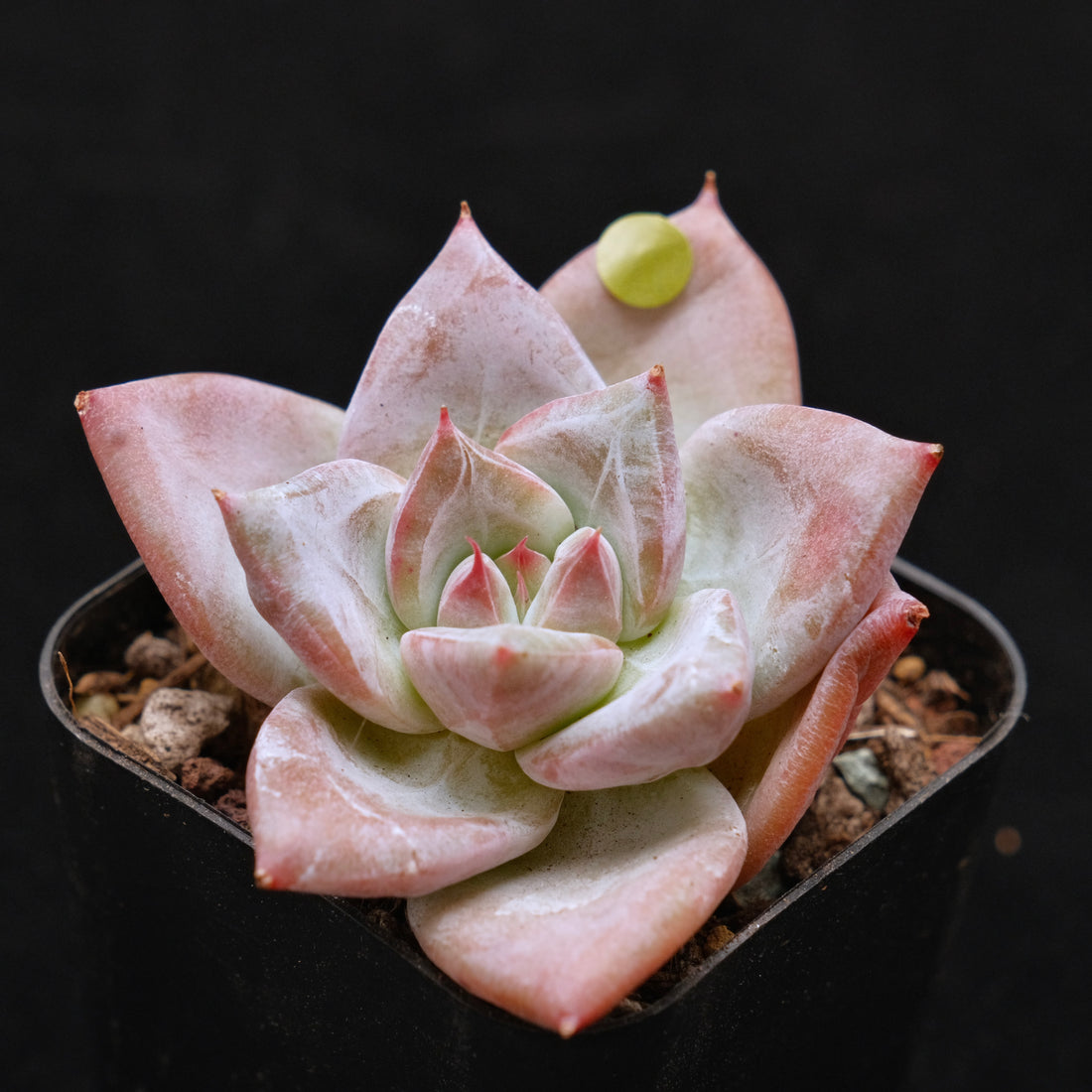 Echeveria Ice Muscle Korean Succulent Plant
