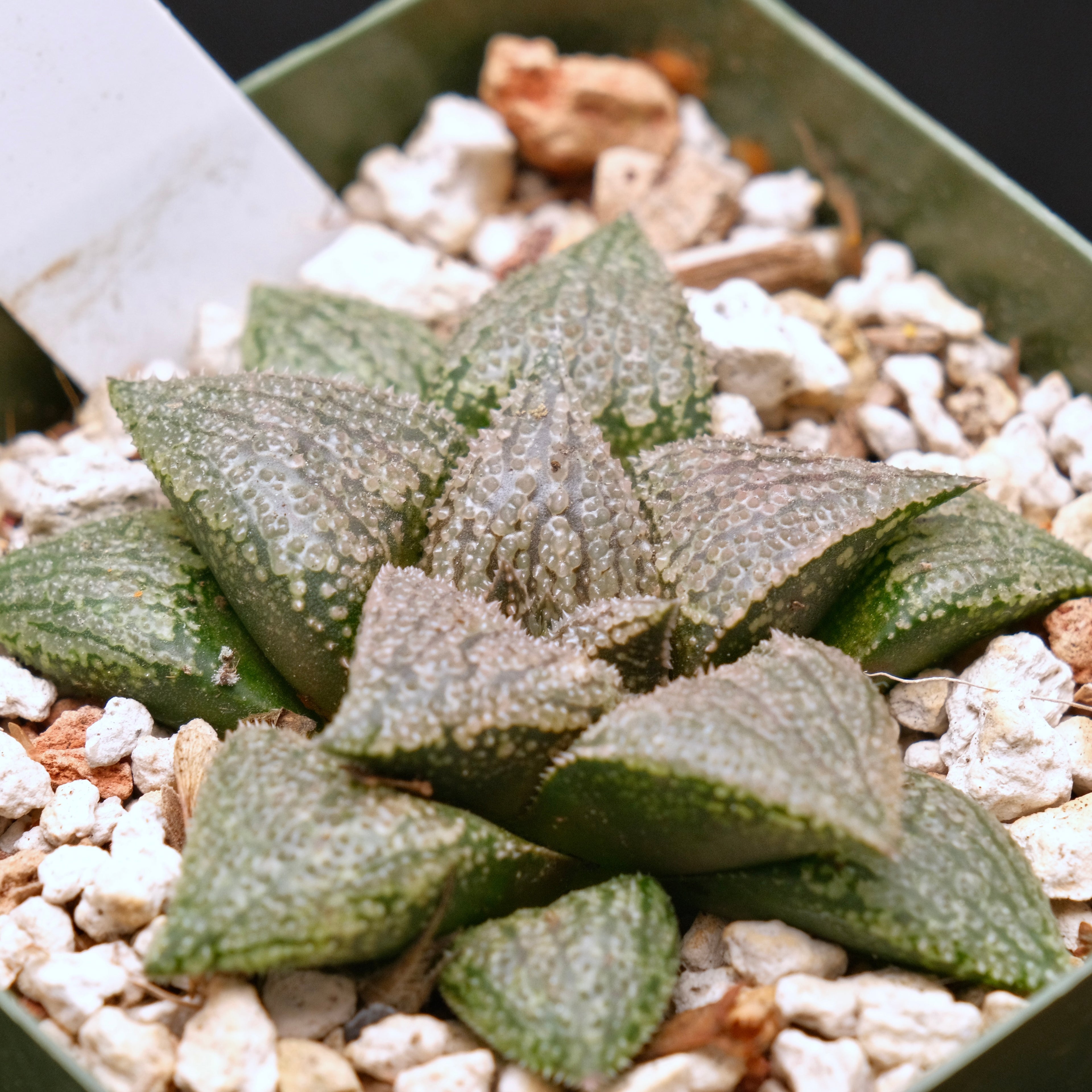 Jim Smith Haworthia Hybrid Succulent Plant