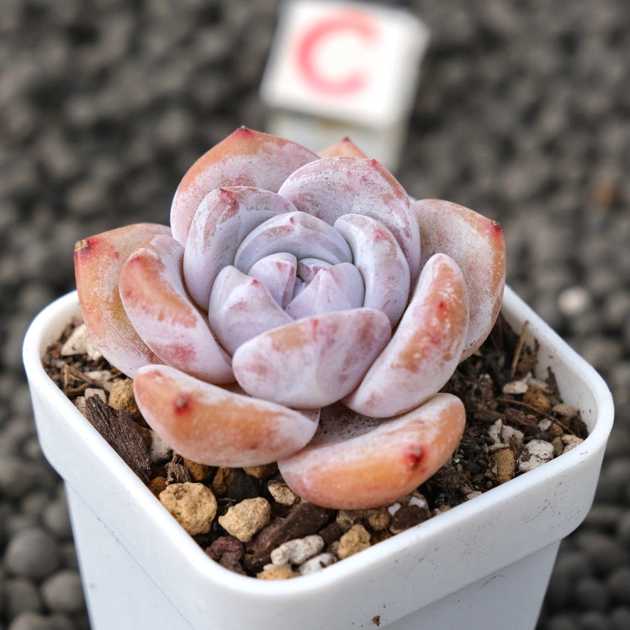 Echeveria Snow White Imported Succulent Plant