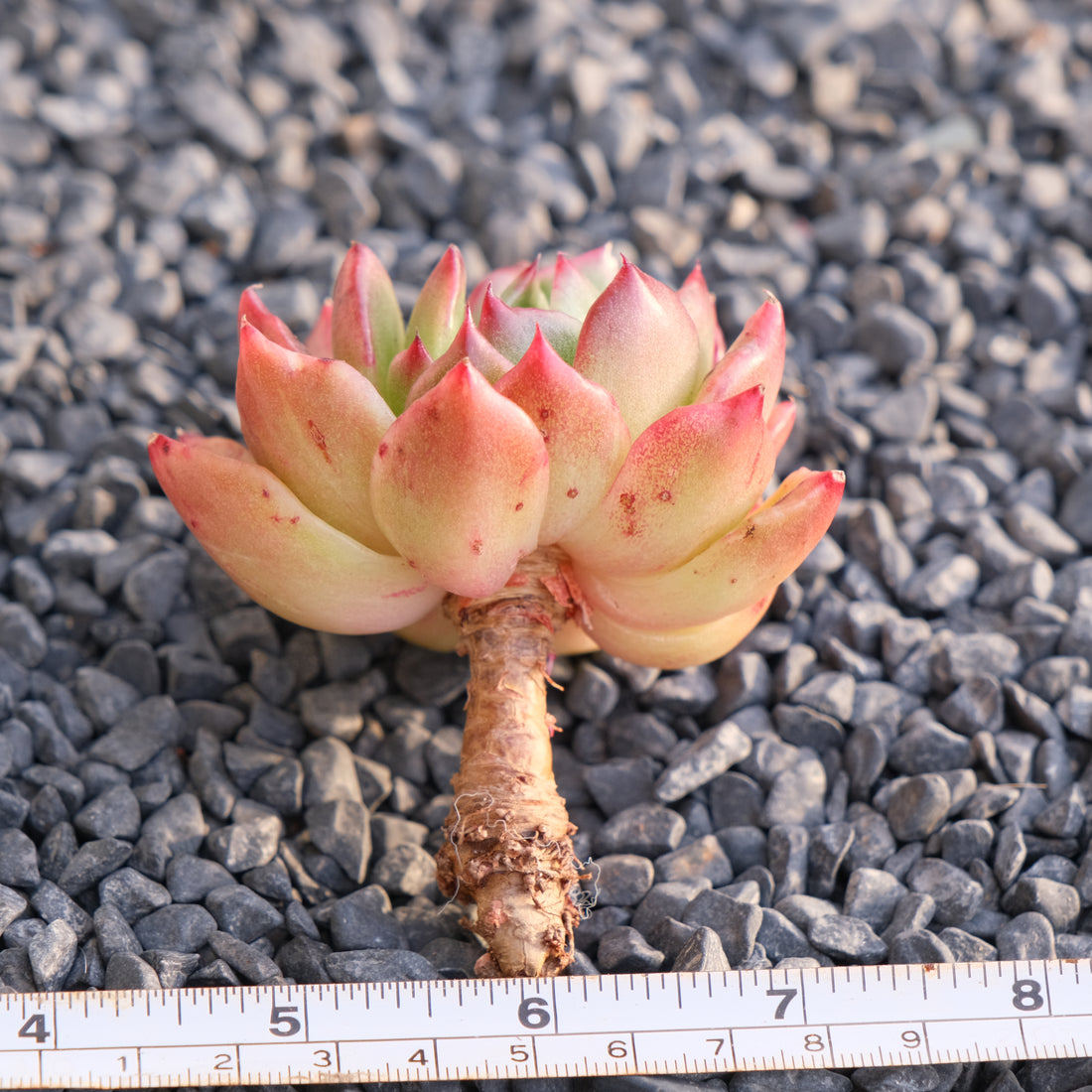 Lightly Variegated Agavoides hyb Korean Succulent Plant