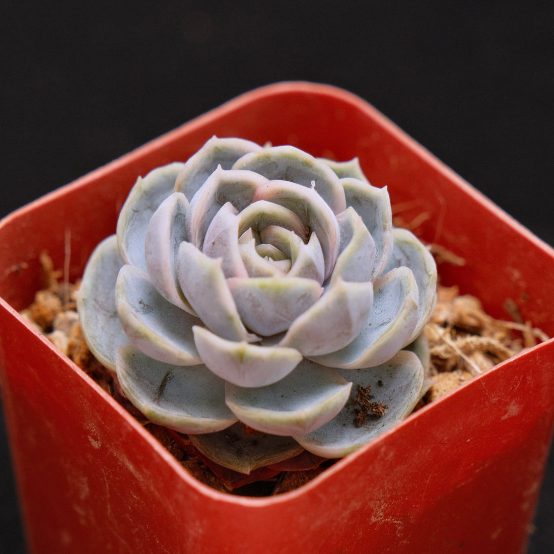 Echeveria Blue Surprise Korean Succulent Plant