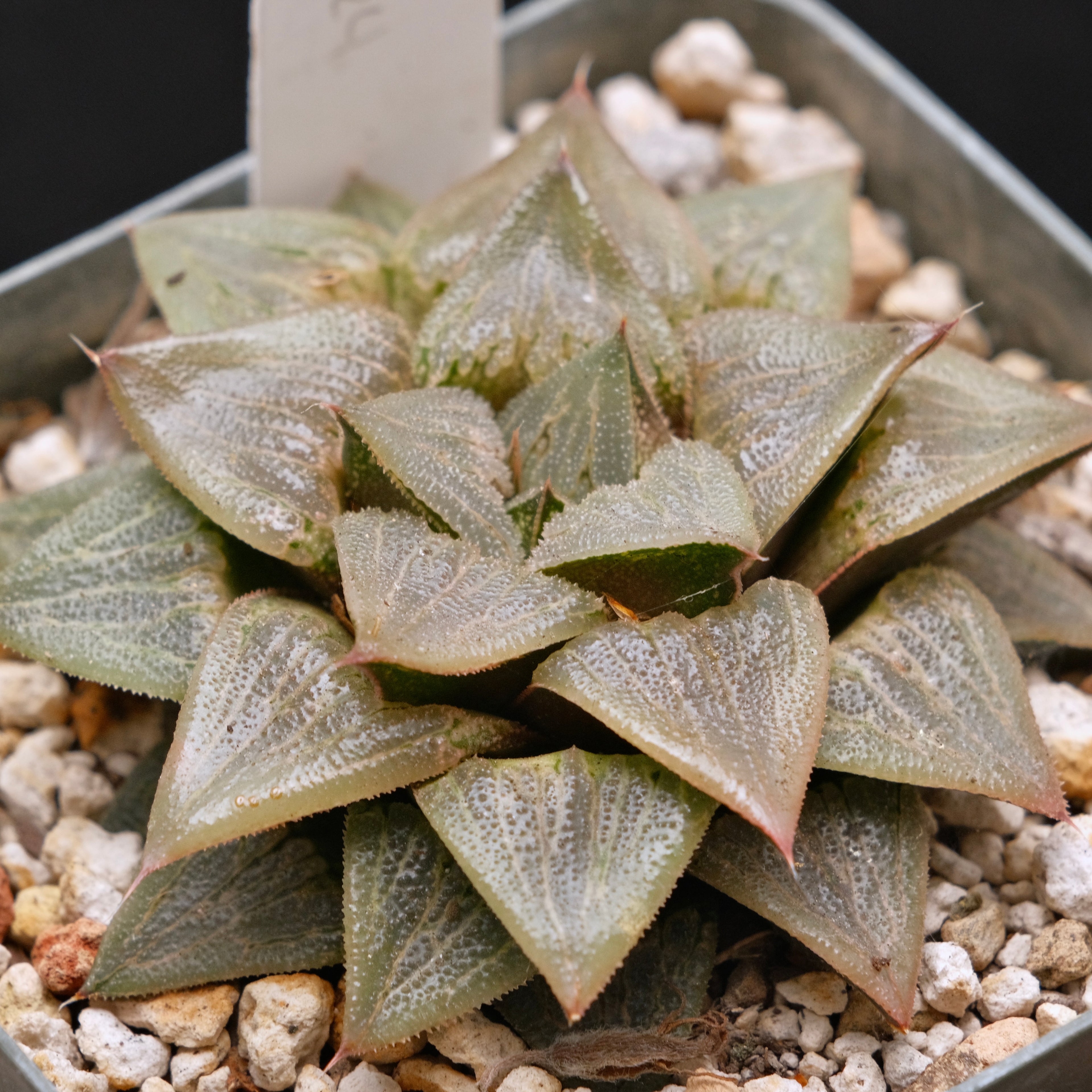 Jim Smith Haworthia Hybrid Succulent Plant
