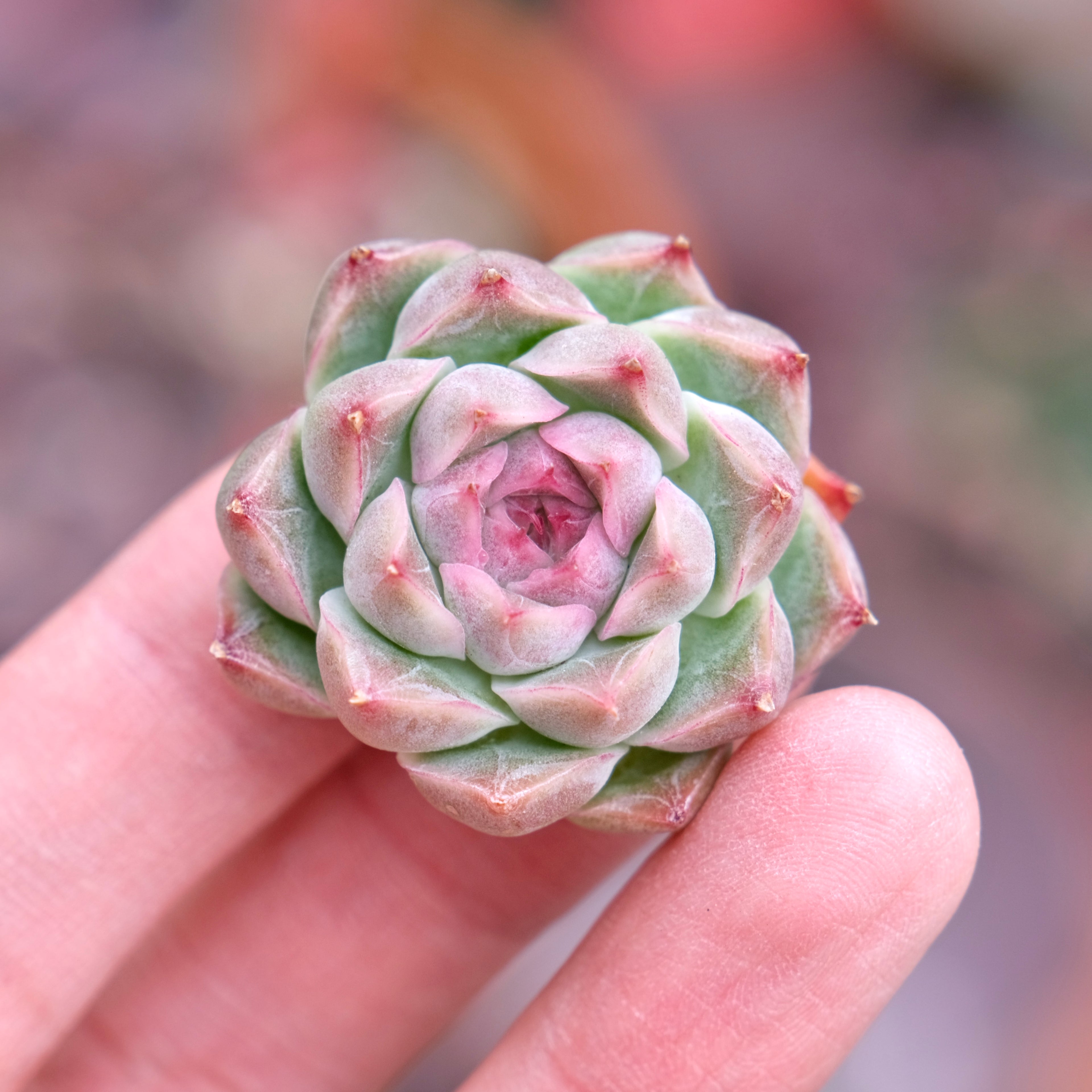 Echeveria Fontina Korean Succulent Plant