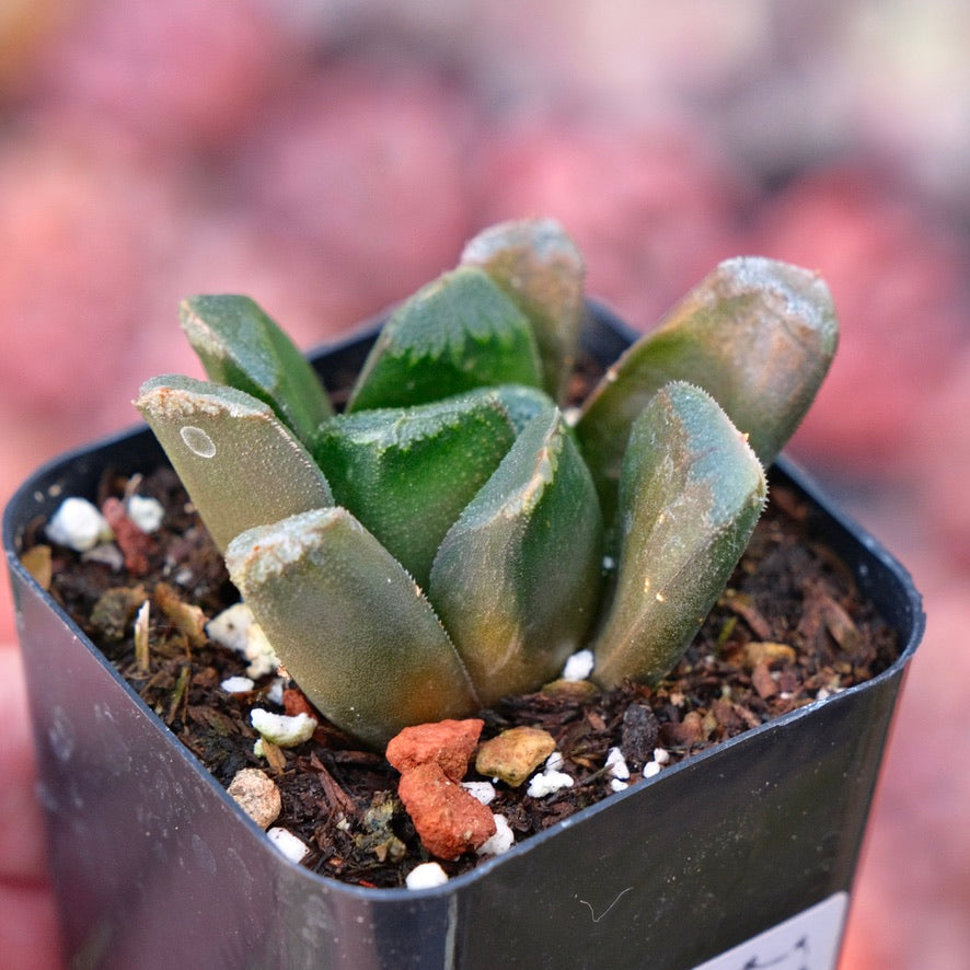 Haworthia truncata x maughanii Succulent Plant