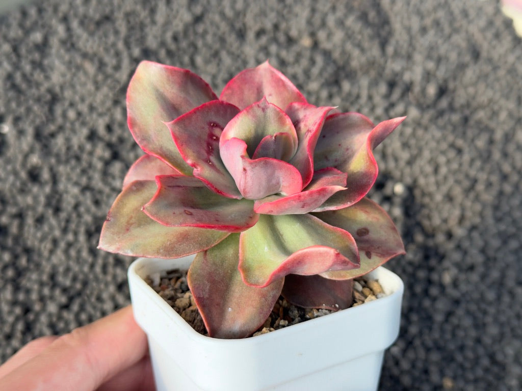 Variegated Echeveria Minigosaong Korean Succulent Plant