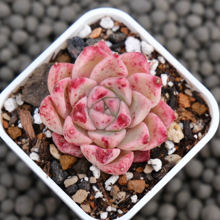 Echeveria Love Day Korean Succulent Plant Hwaga Hybrid
