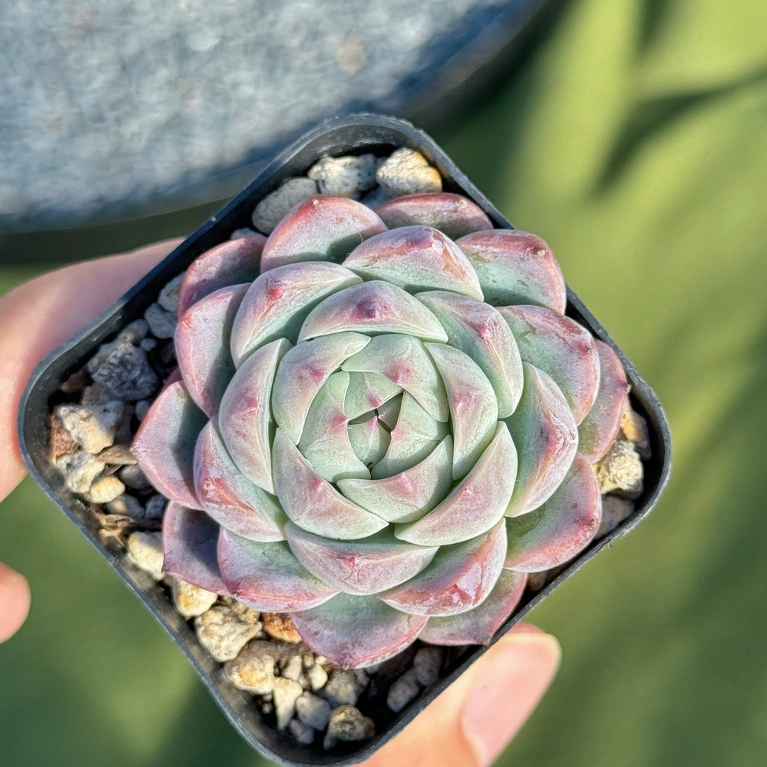 Echeveria Pole Dance Korean Succulent Plant