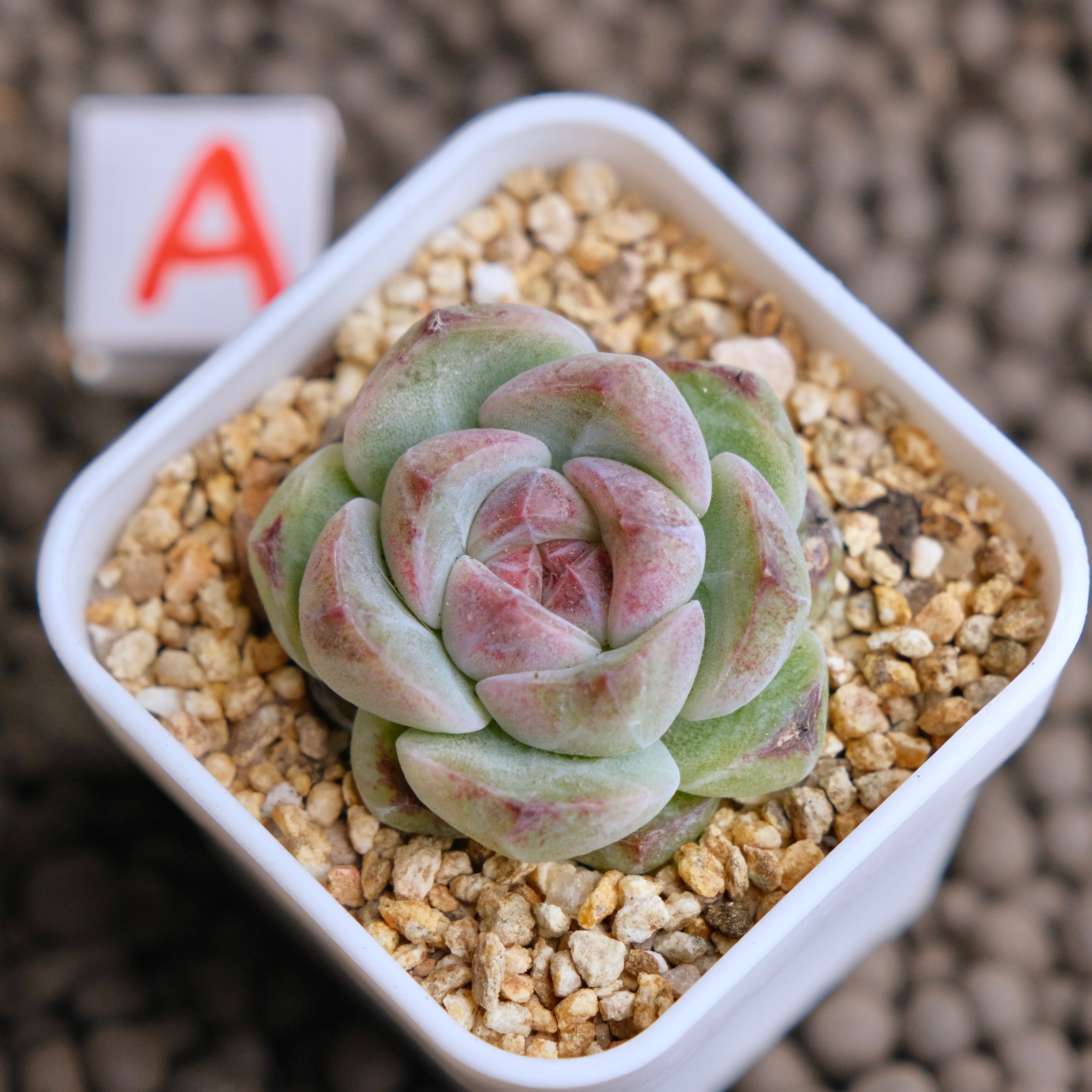 Echeveria Obsidian (seed grown) Imported Succulent Plant - A