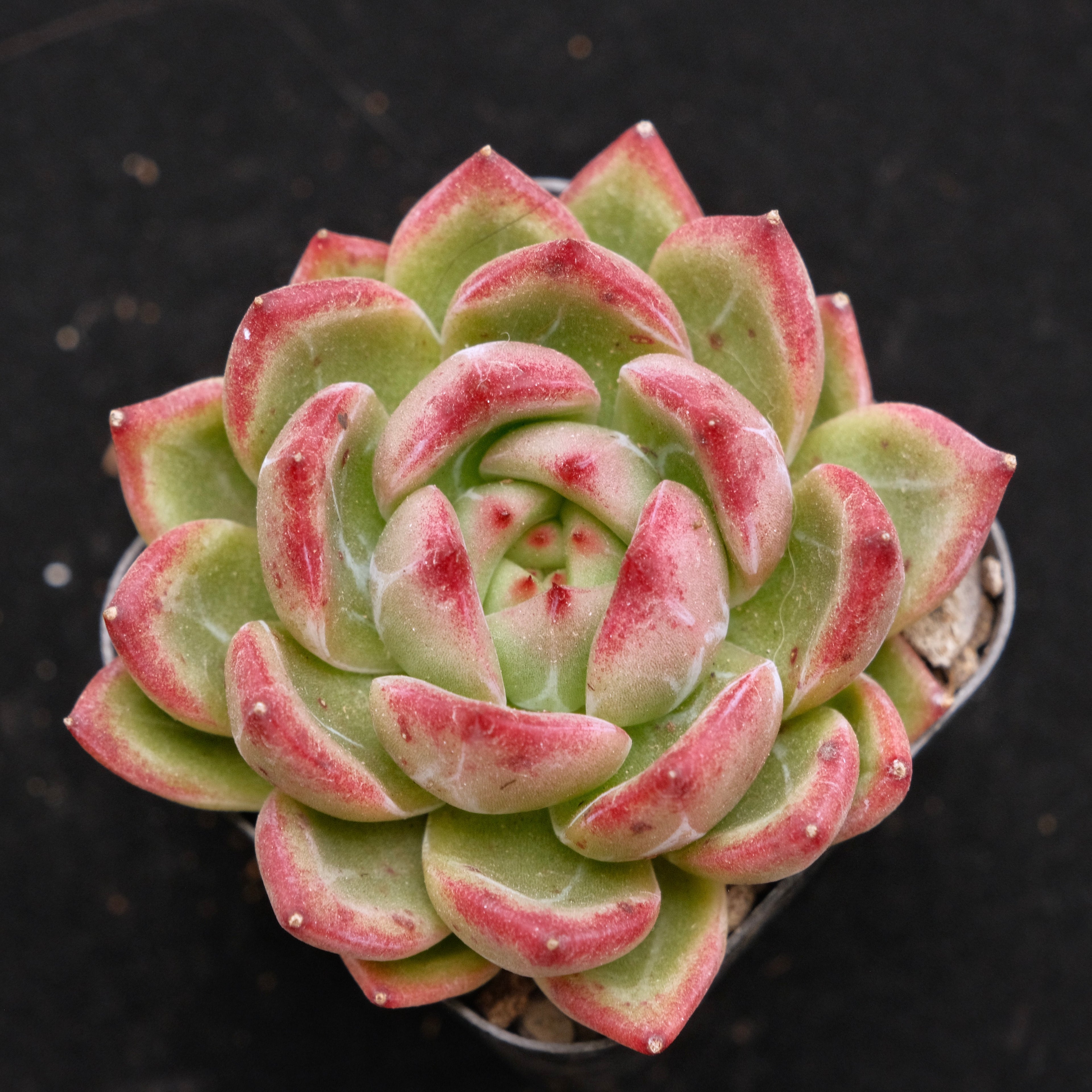 Echeveria Red Night Korean Succulent Plant Air Magic Hybrid