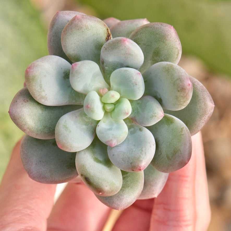 korean succulent Pachyveria Sweet Symphony Korean Succulent Plant *New*