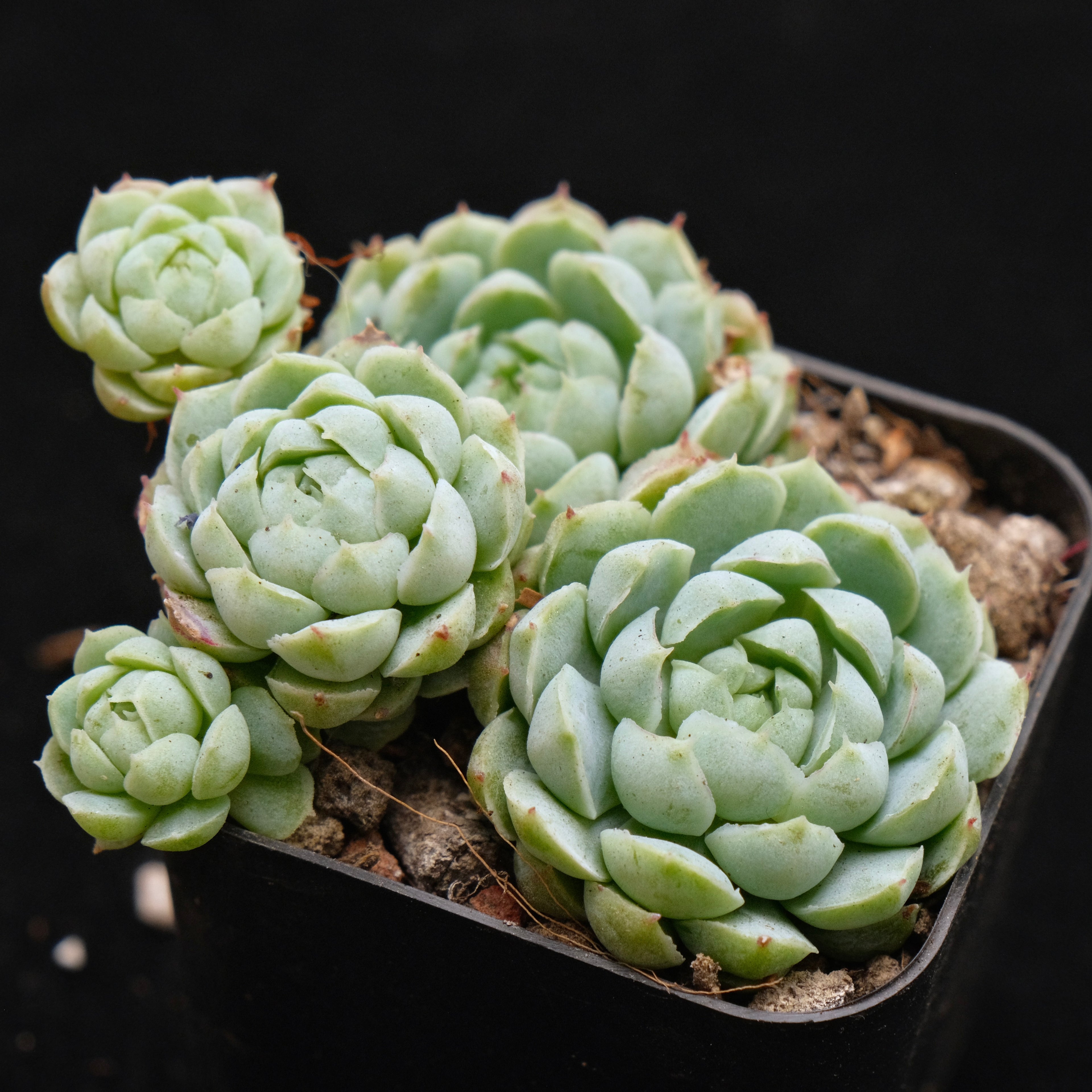 Echeveria Sugar Princess Korean Succulent Plant