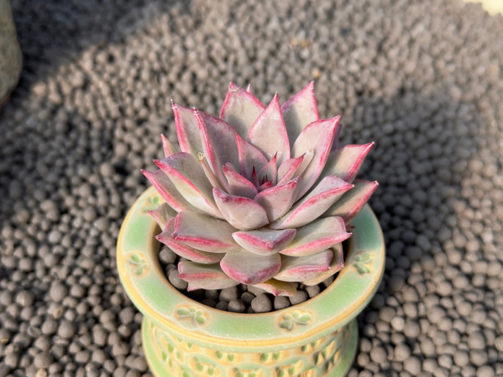 Echeveria Beauty Lily Special Korean Succulent Plant