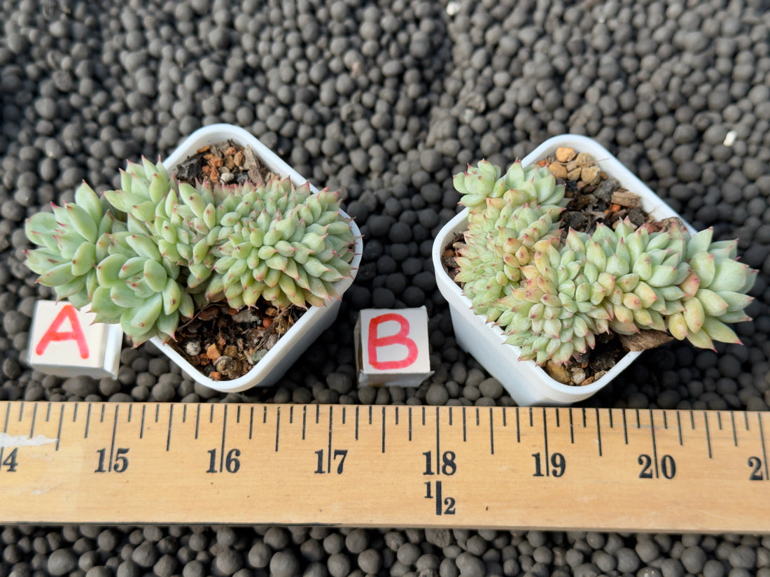 Crested Echeveria Tippy Korean Succulent Plant