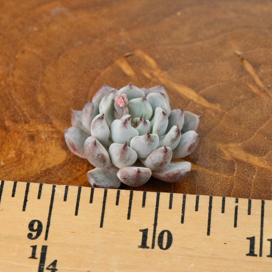 Small Echeveria Black Zaragoza Korean Succulent Plant