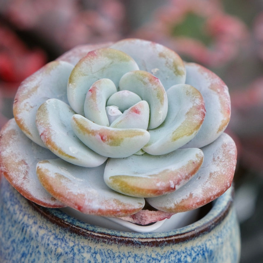 Echeveria laui Imported Succulent Plant
