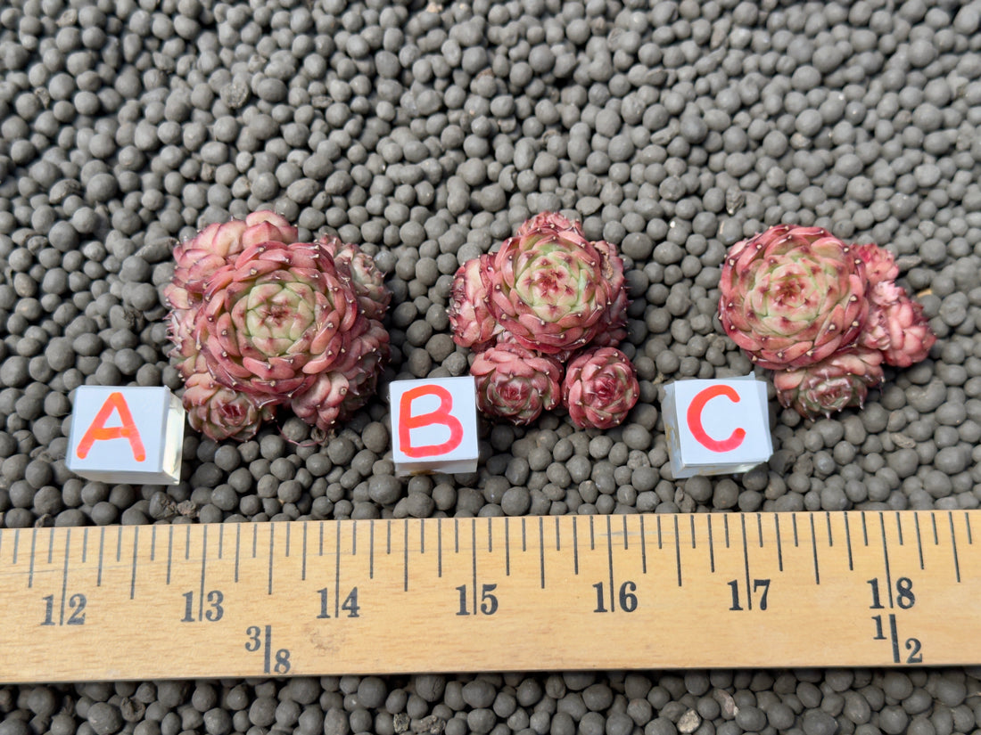 Echeveria Chocolate Mocha Imported Succulent Plant