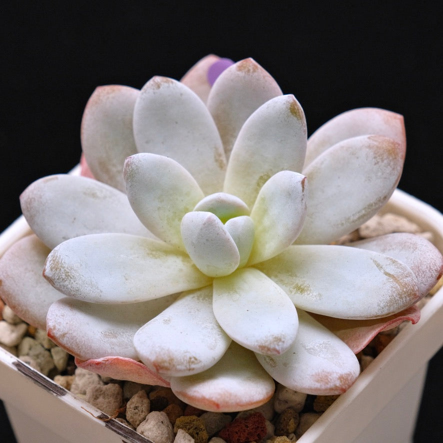 Echeveria laui Korean Succulent Plant