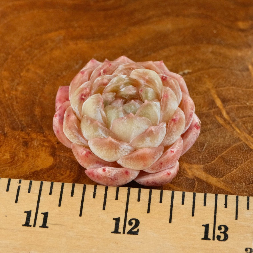 Echeveria Jelly hybrid Imported Succulent Plant