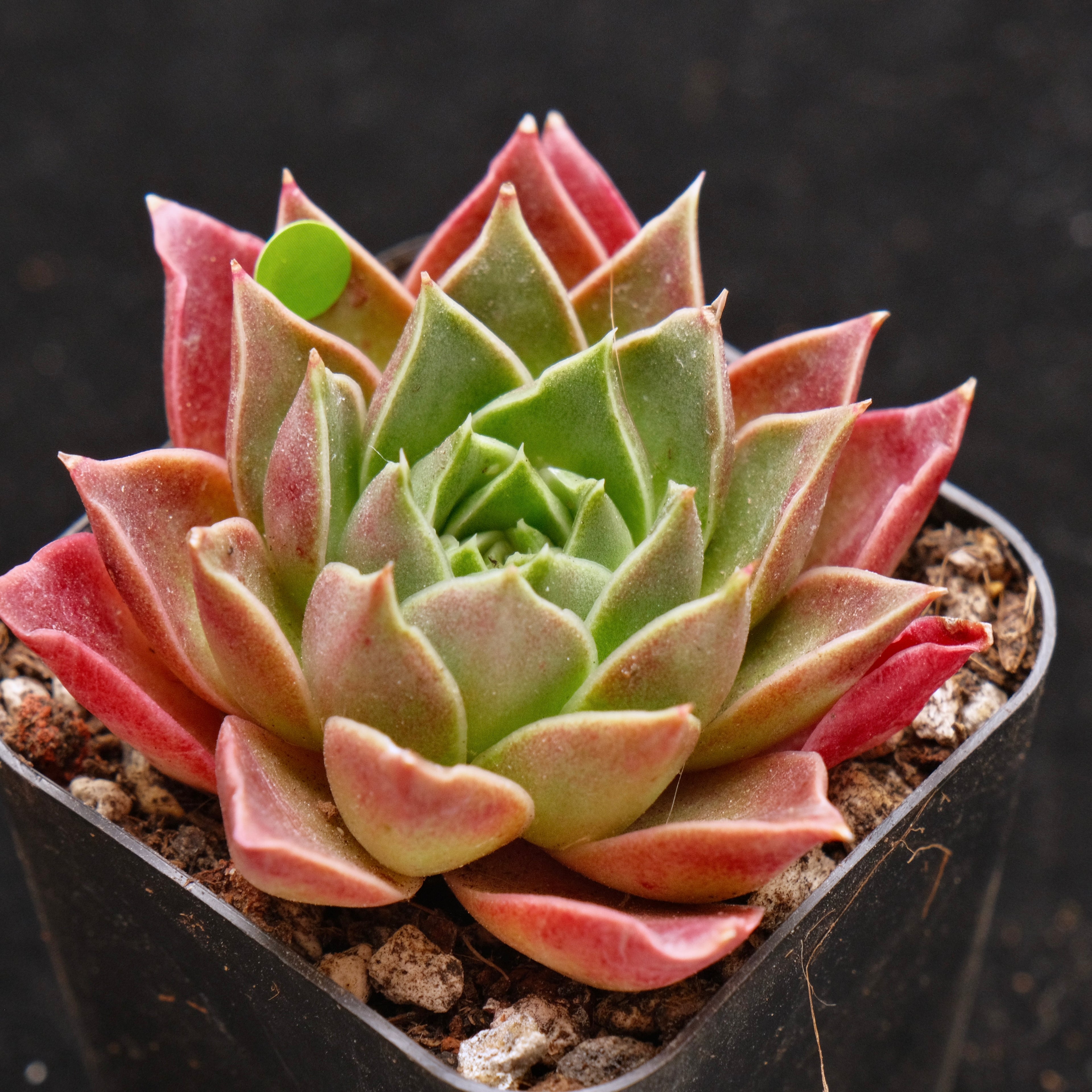 Echeveria Gilo Korean Succulent Plant