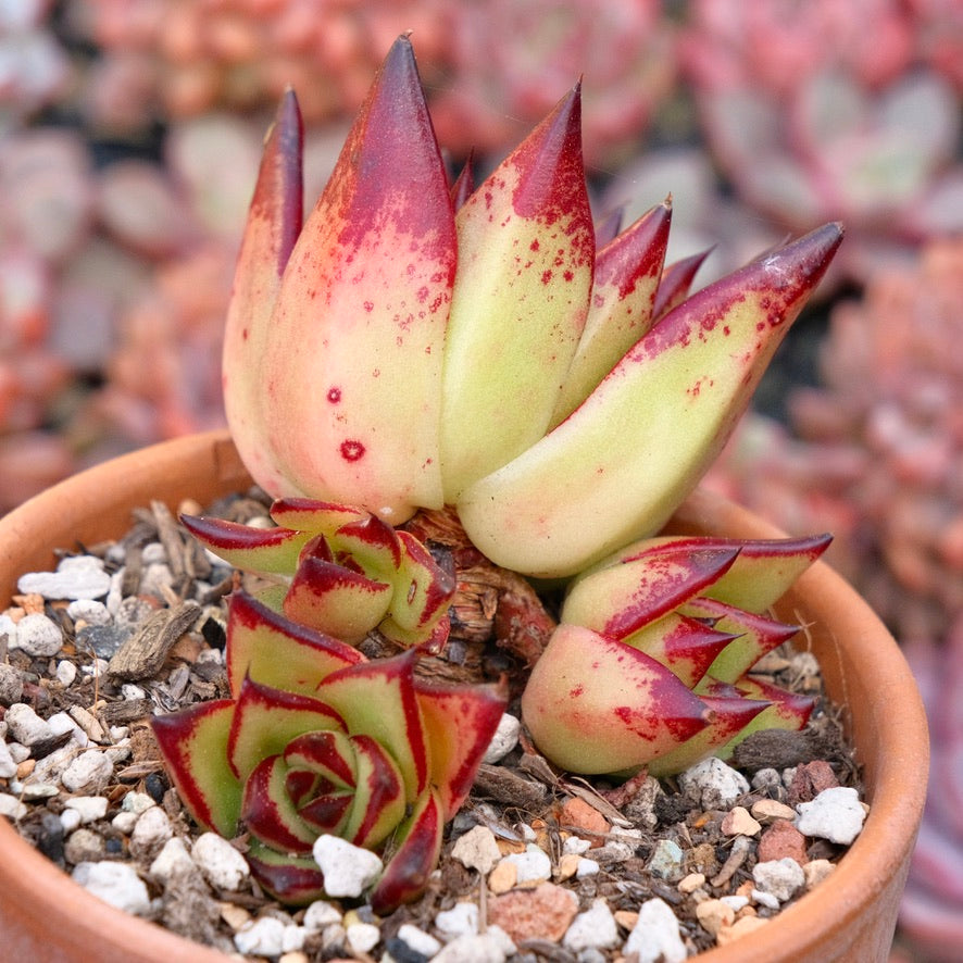 Echeveria agavoides Lipstick Succulent Plant