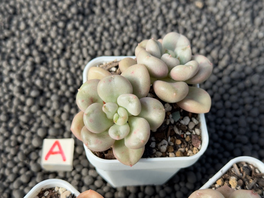 Echeveria Bill Gates Imported Succulent Plant