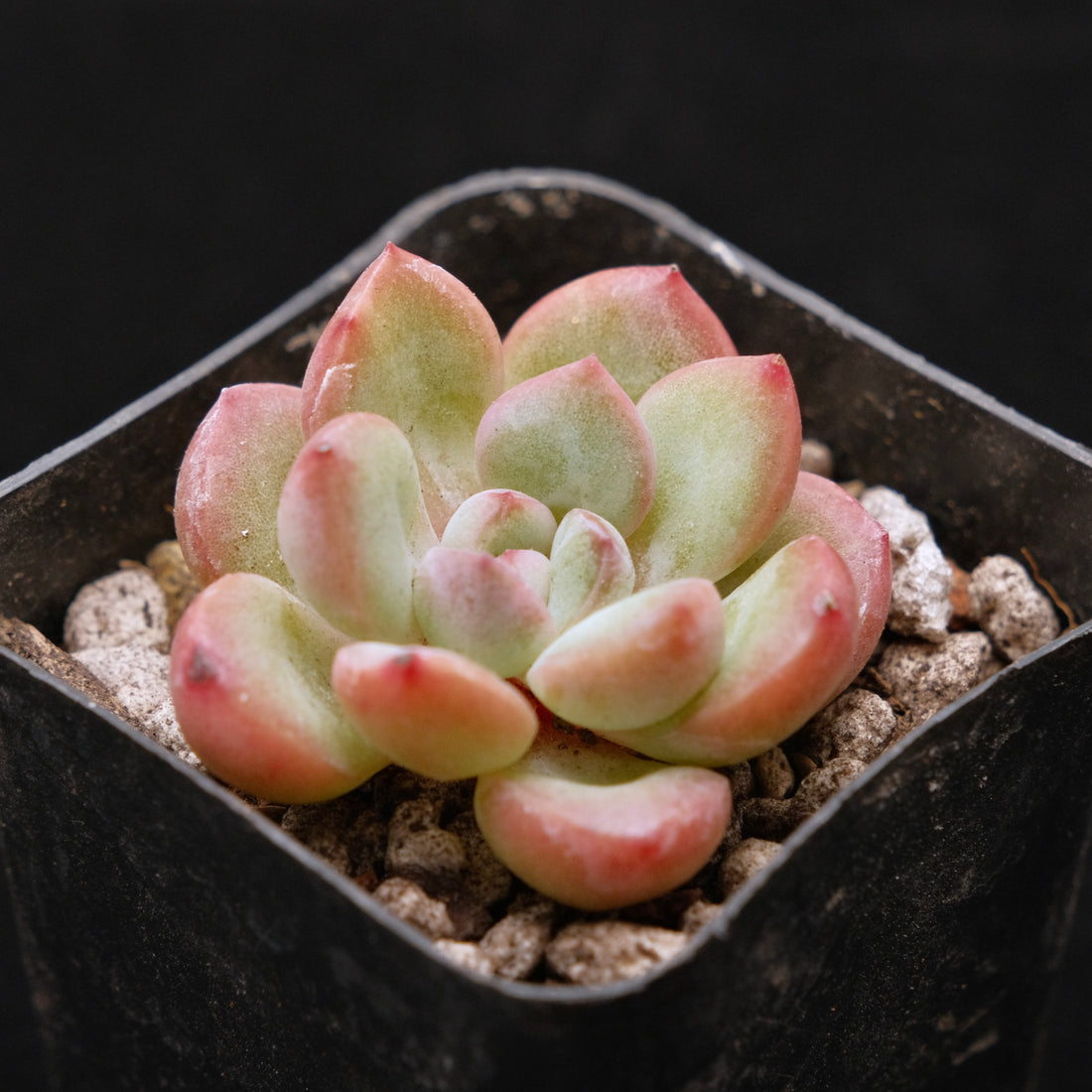 Echeveria Yves Saint Rose Korean Succulent Plant