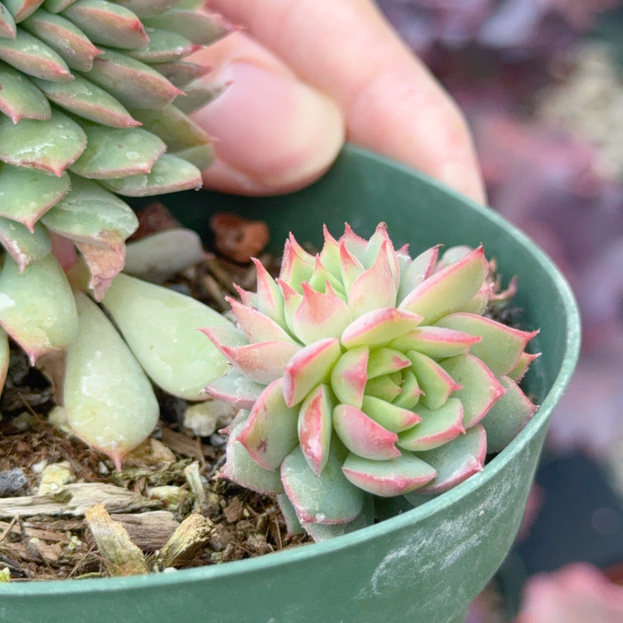 Crested Echeveria Ramillette Succulent Plant