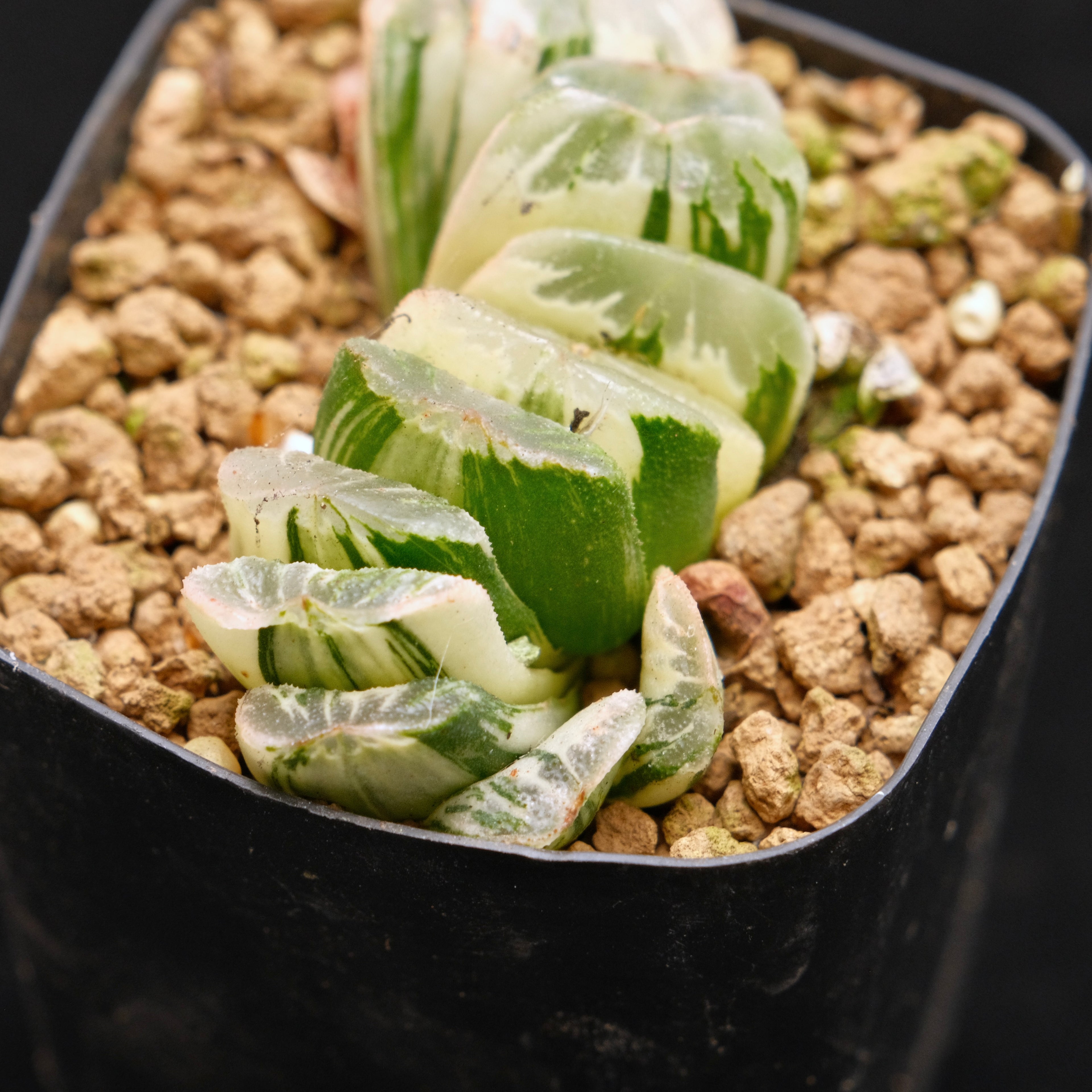 Variegated Haworthia truncata Korean Succulent Plant