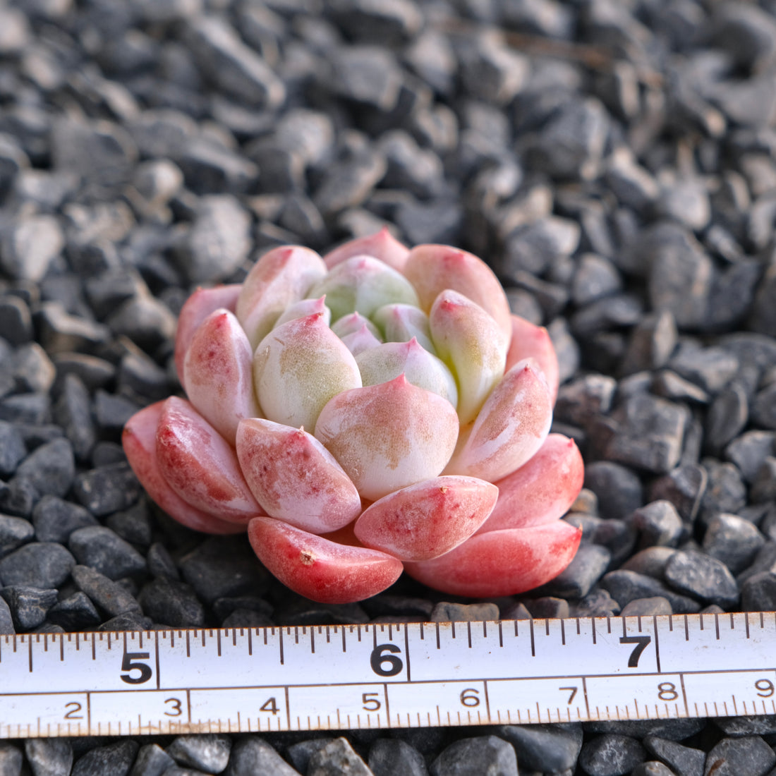 Mystery Hybrid Imported Succulent Plant