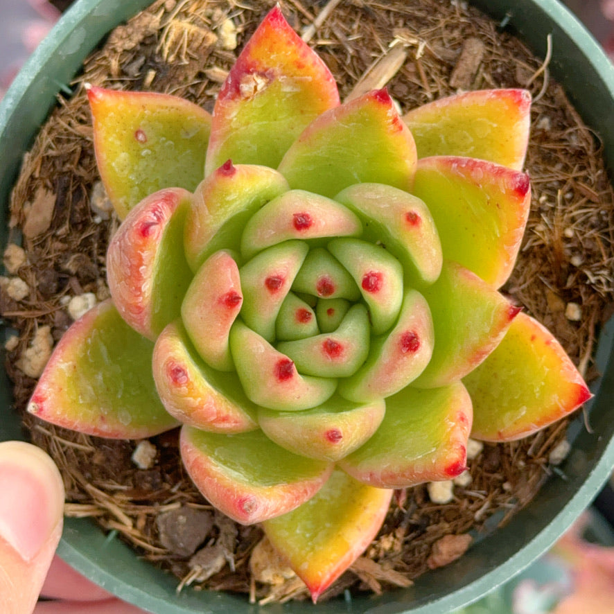 Echeveria agavoides Maria Succulent Plant