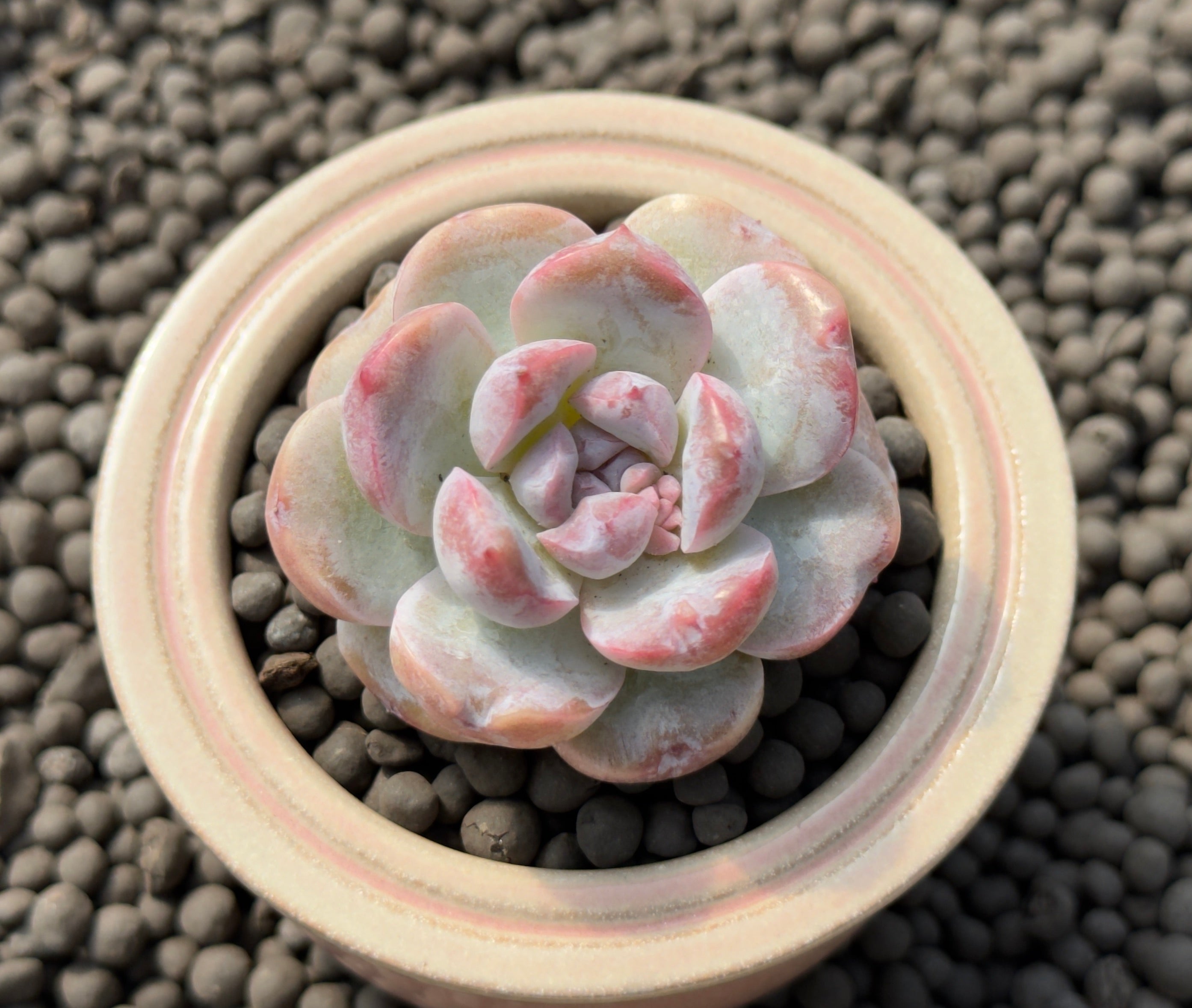 monroe succulent Echeveria Mochi Monroe Imported Succulent Plant