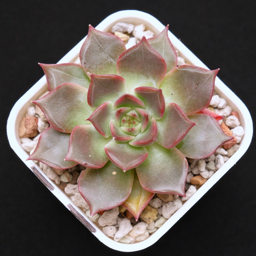 Echeveria Silonica Korean Succulent Plant