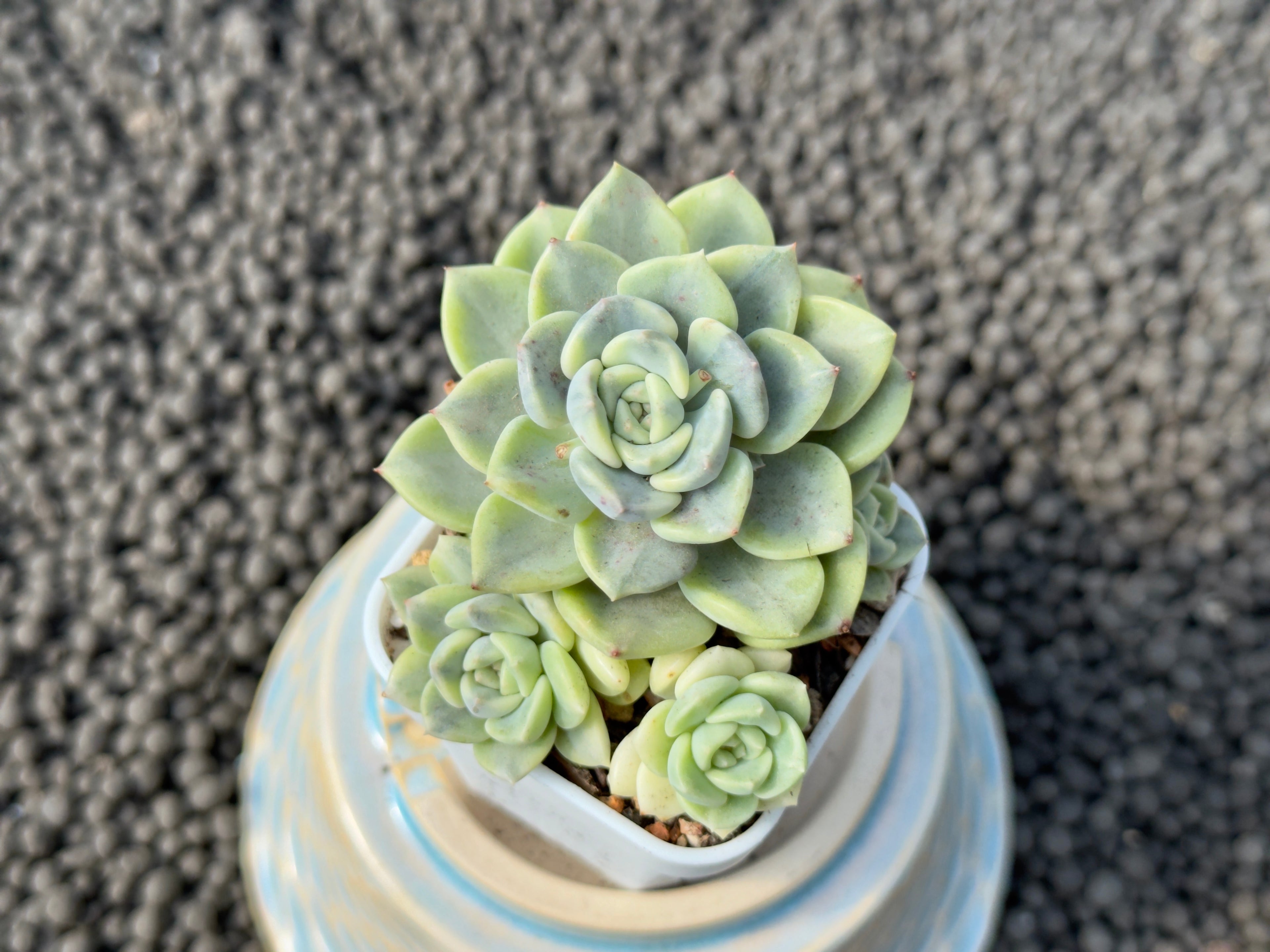Variegated Echeveria Tinkerbell Imported Succulent Plant