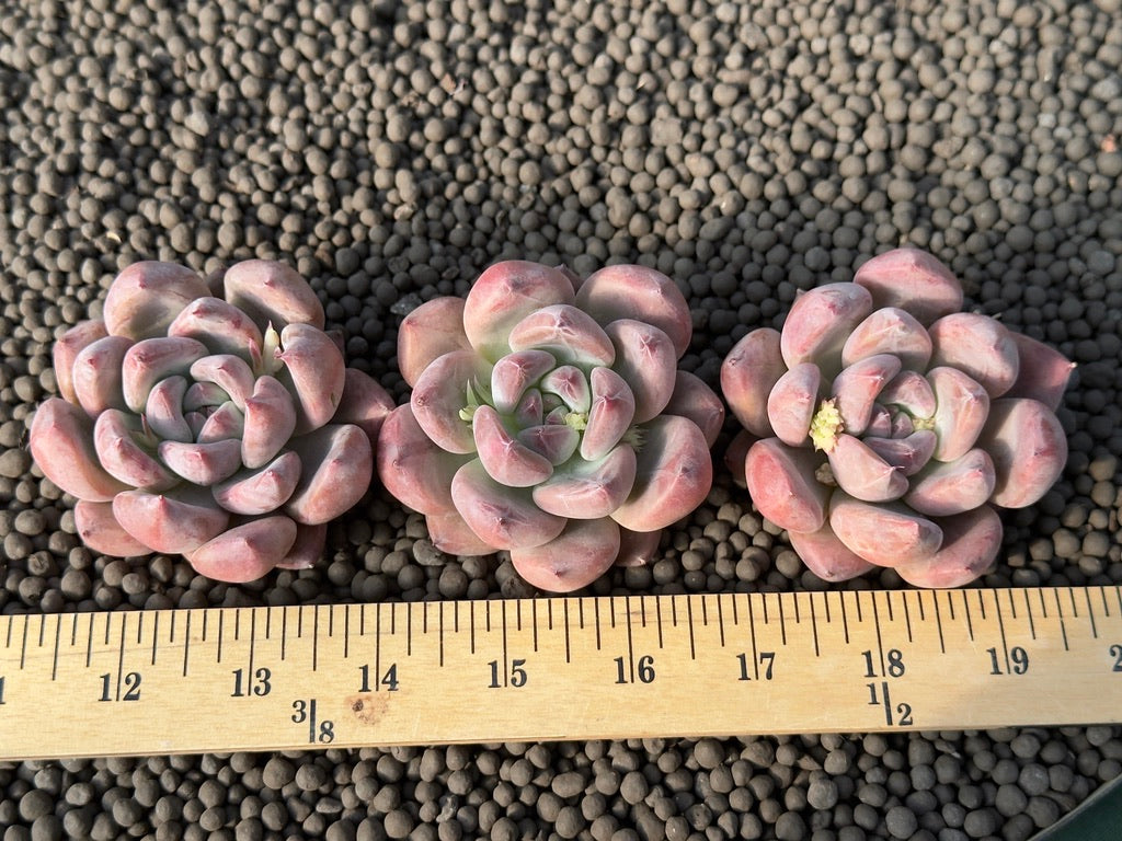 Echeveria Chubby Pena Korean Succulent Plant