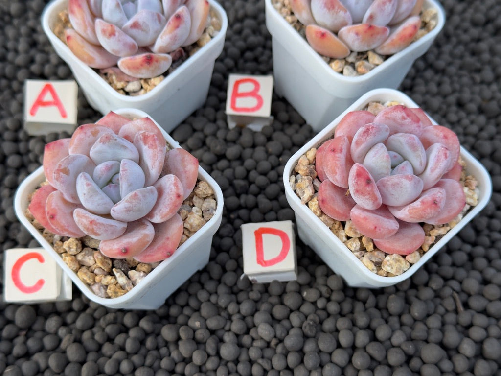 Echeveria Snowy Imported Succulent Plant