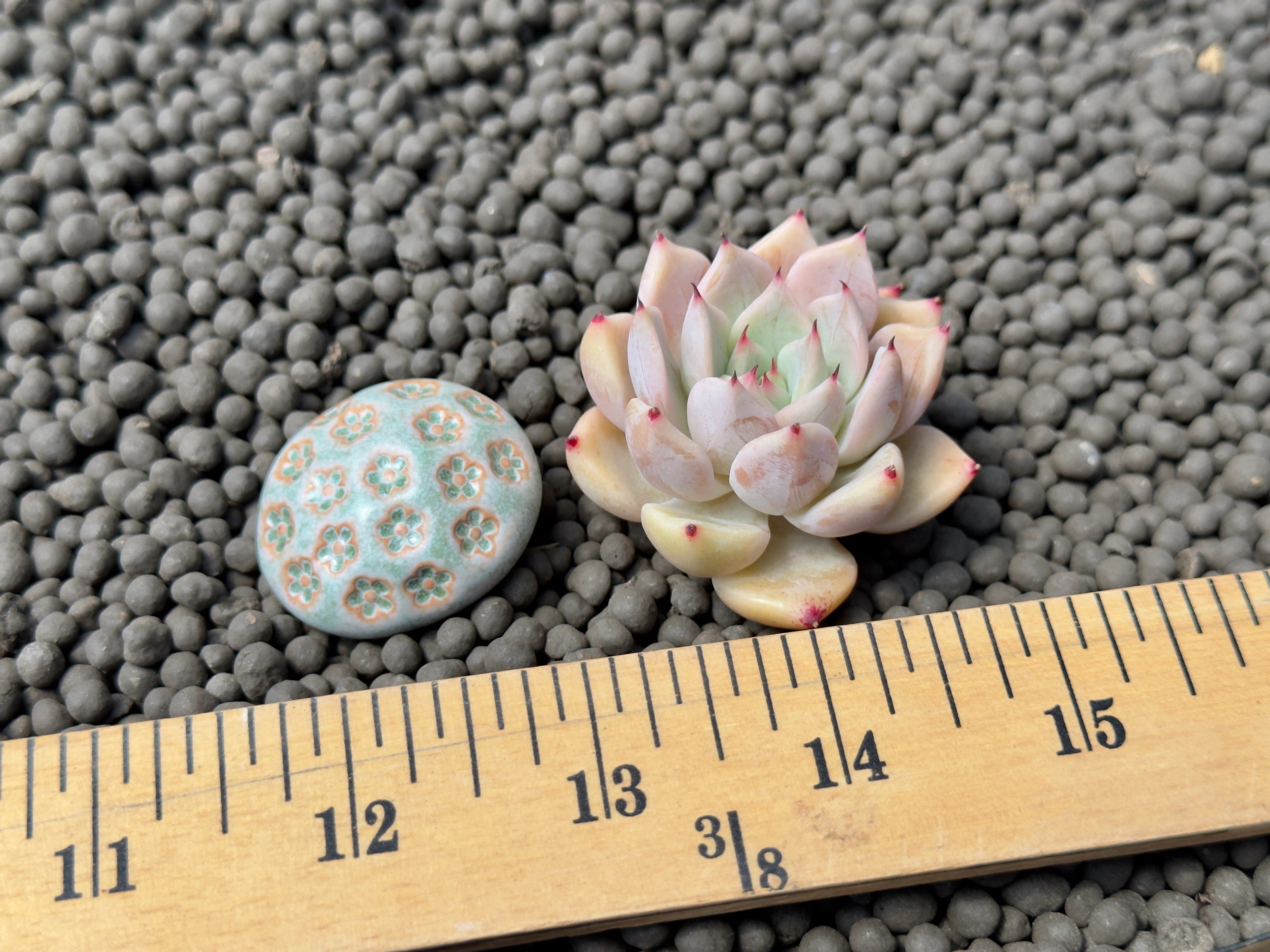 Echeveria Zaragoza hybrid Korean Succulent Plant