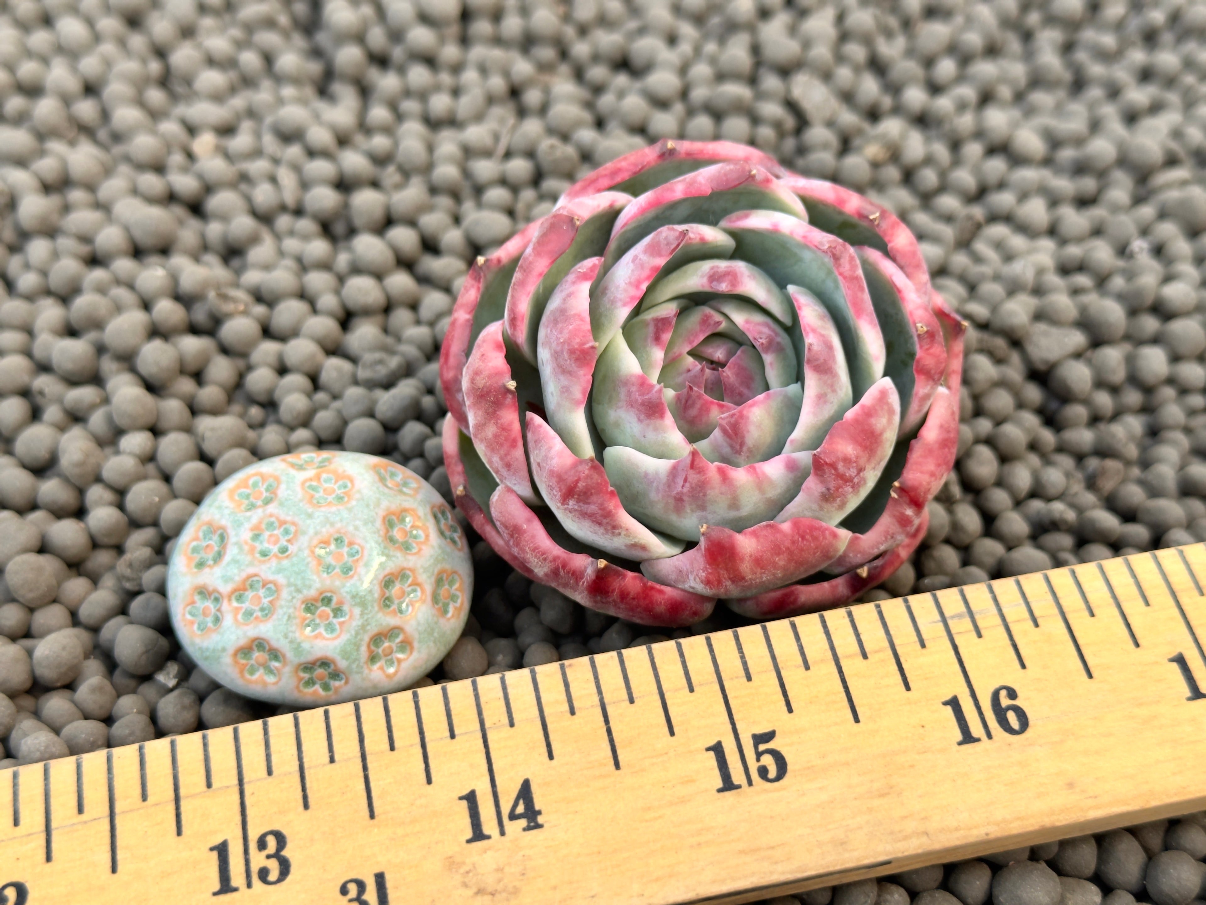 Variegated Echeveria Casio Korean Succulent Plant